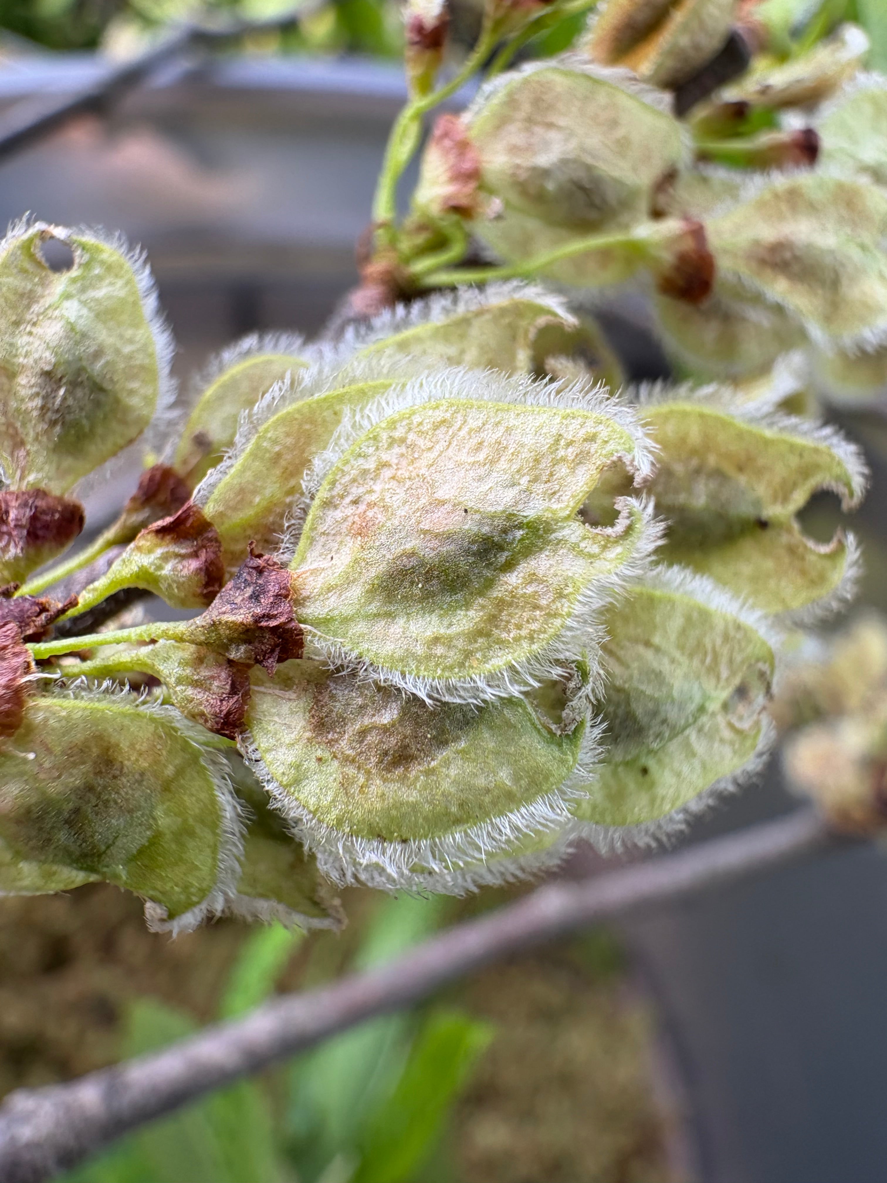 American elm - Ulmus americana