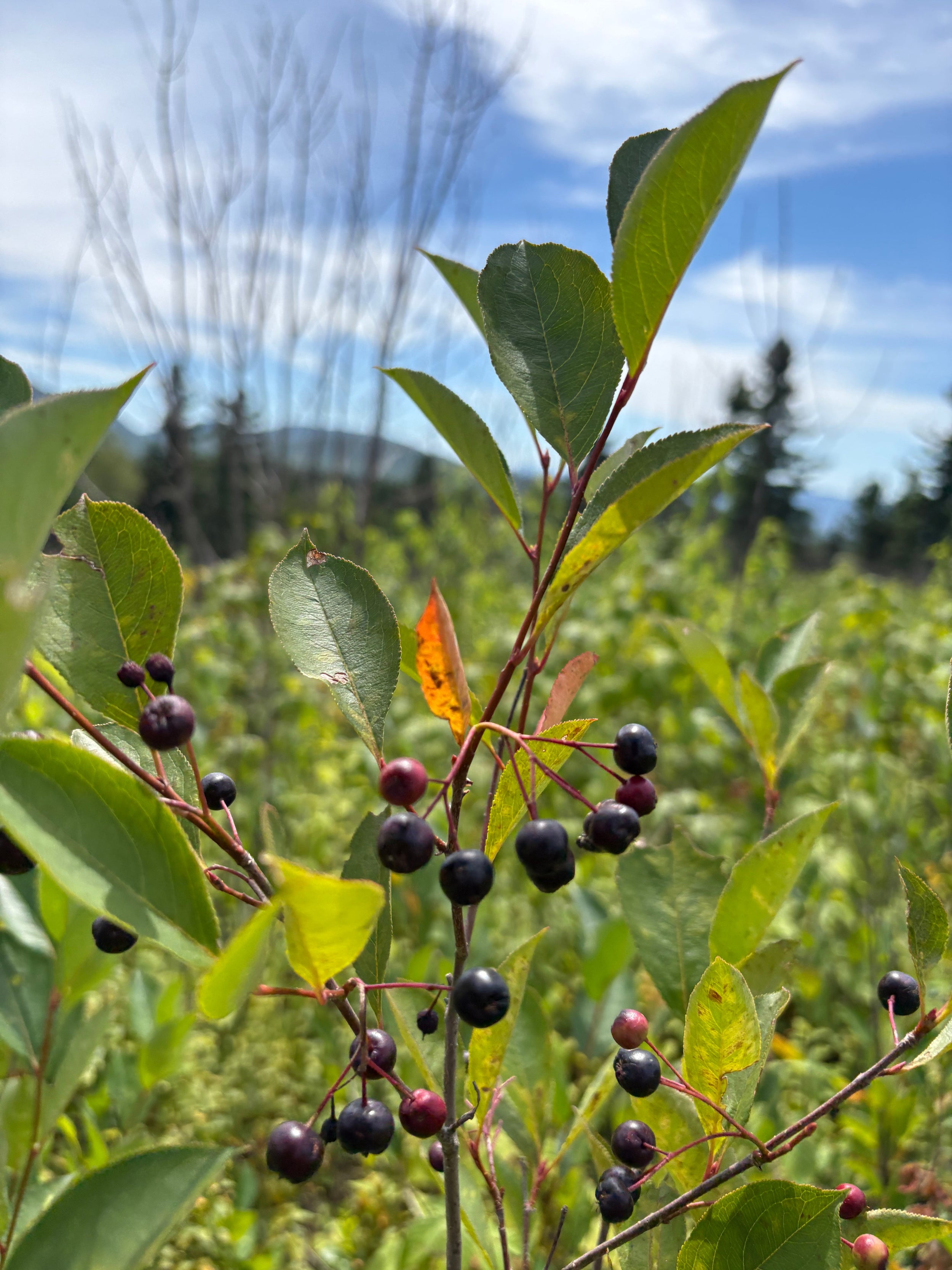 Aronia (chokeberry) - Aronia melanocarpa
