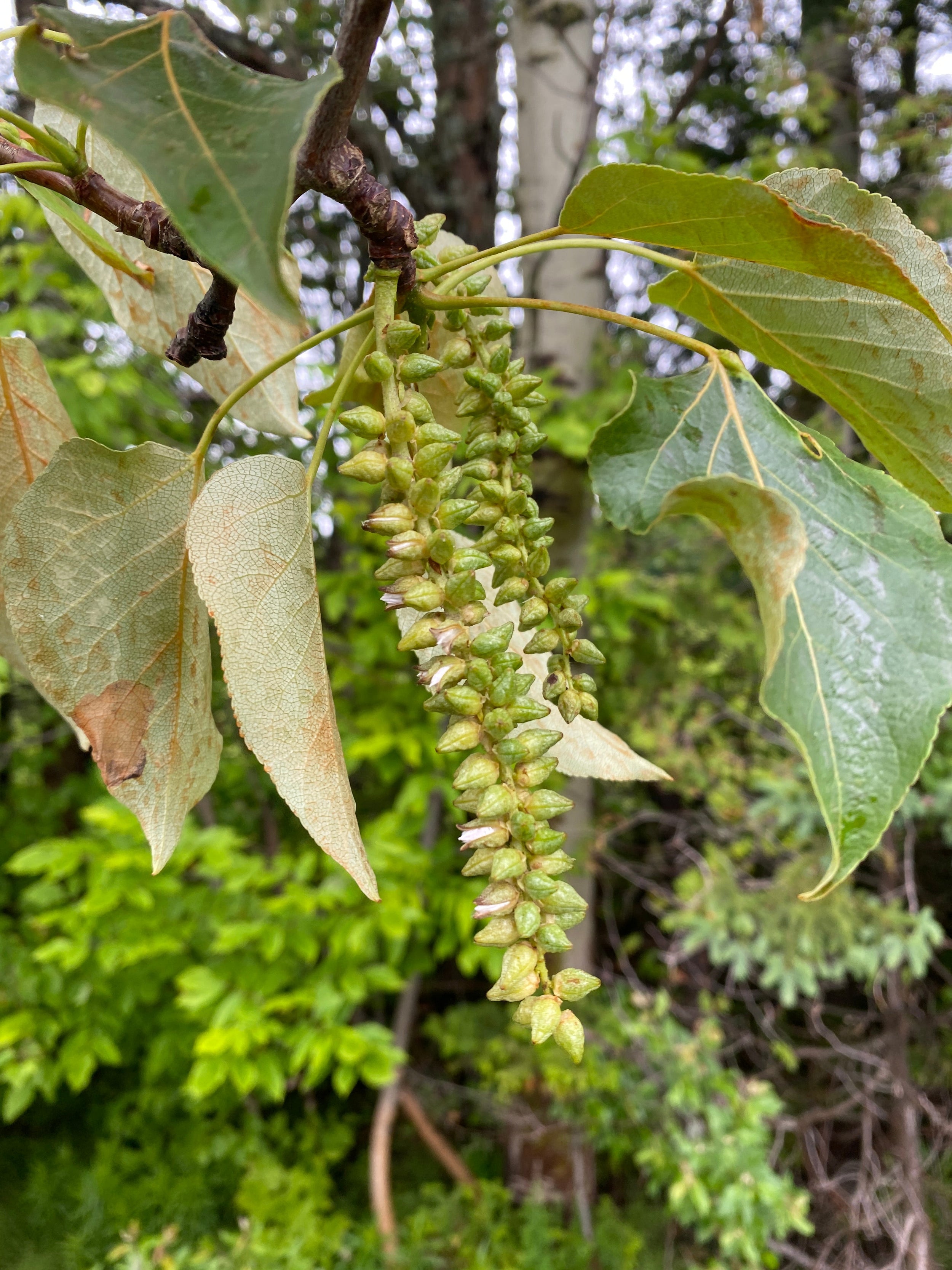Balsam poplar - Populus balsamifera