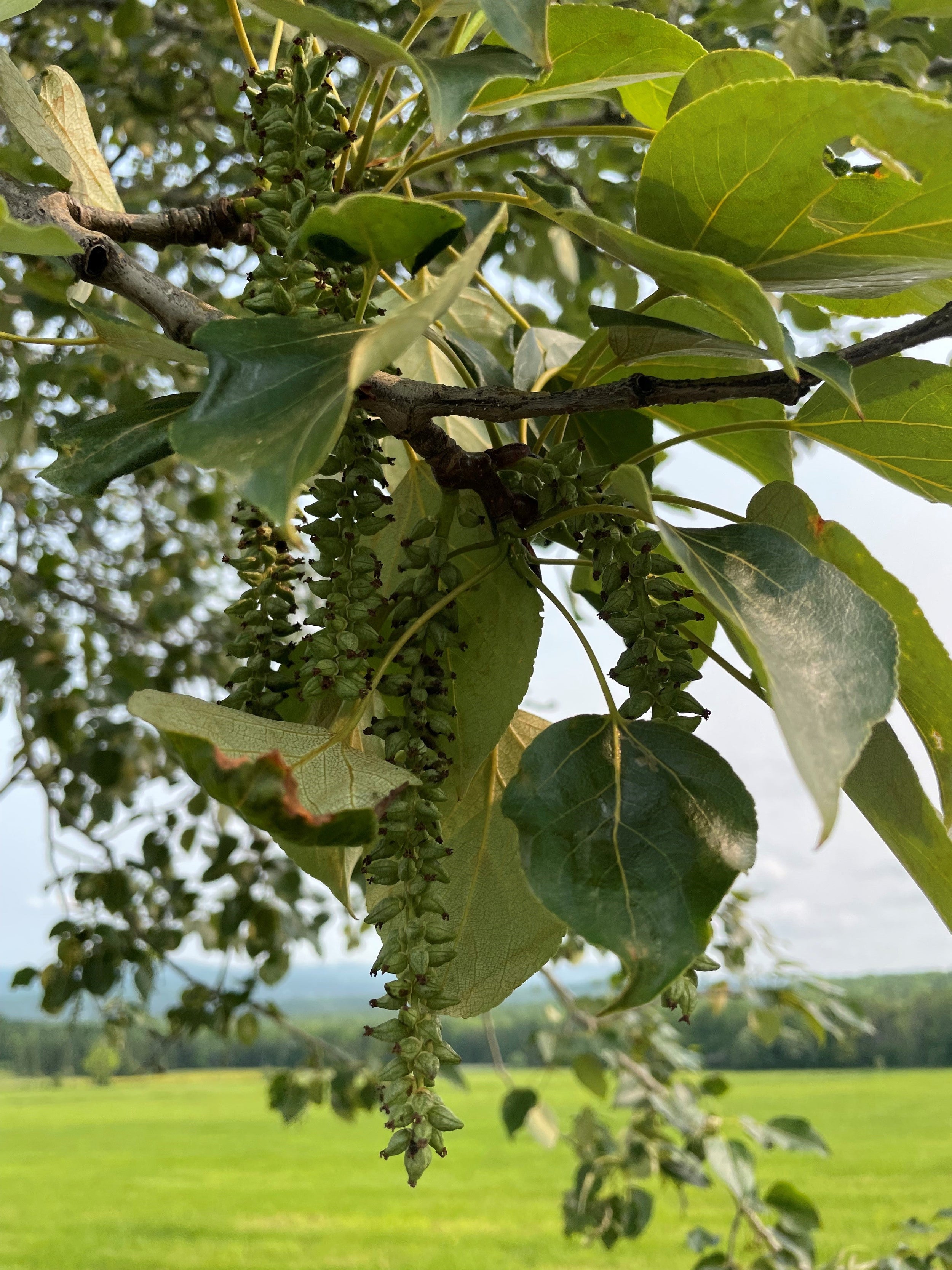 Balsam poplar - Populus balsamifera