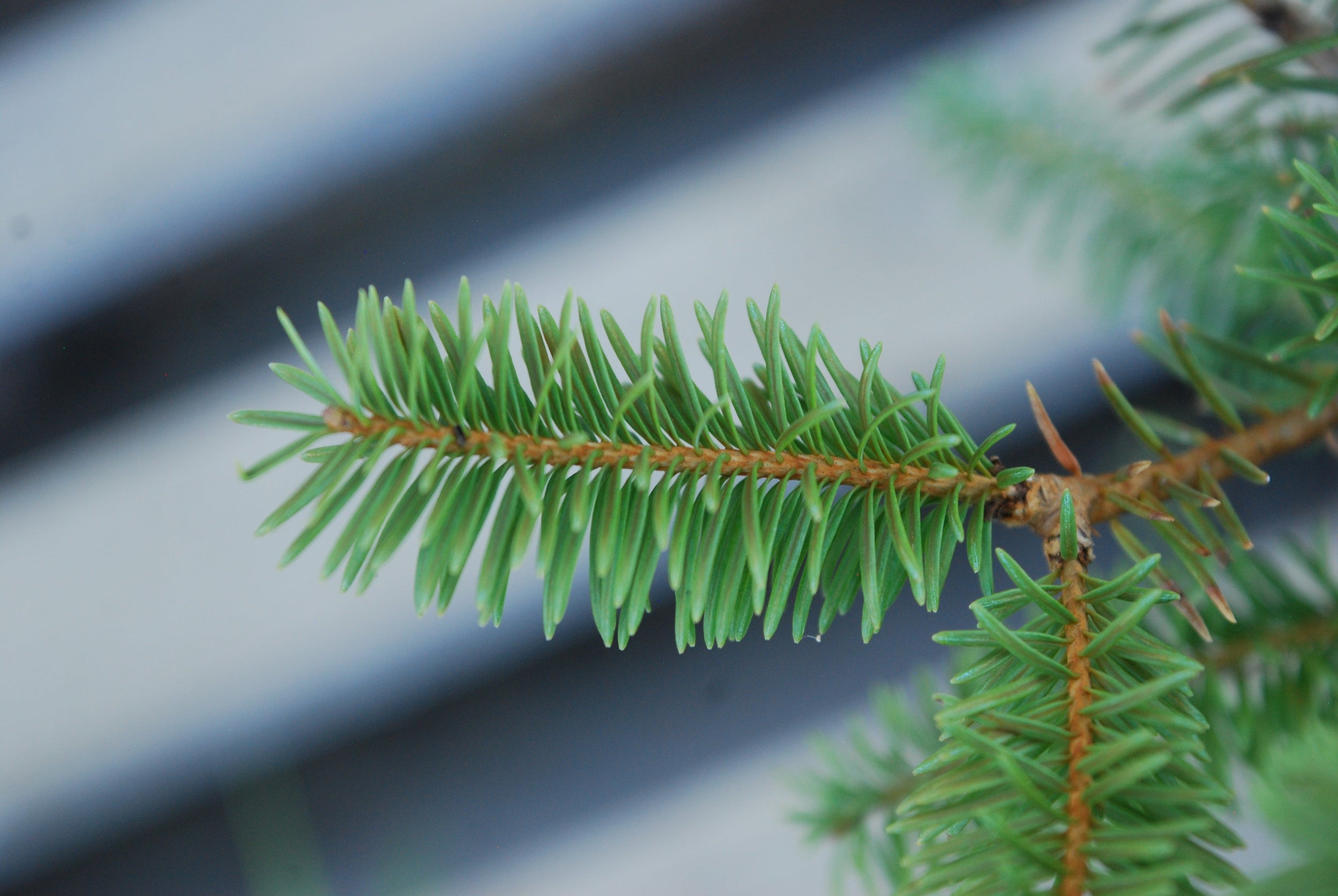 Balsam fir - Abies balsamea