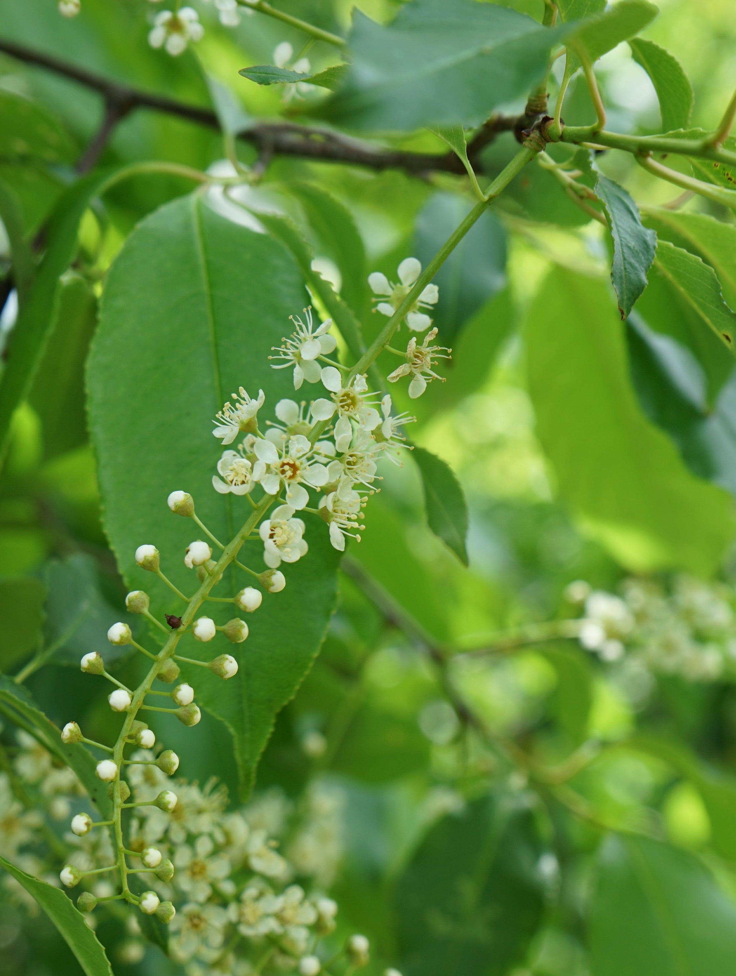 Black cherry - Prunus serotina