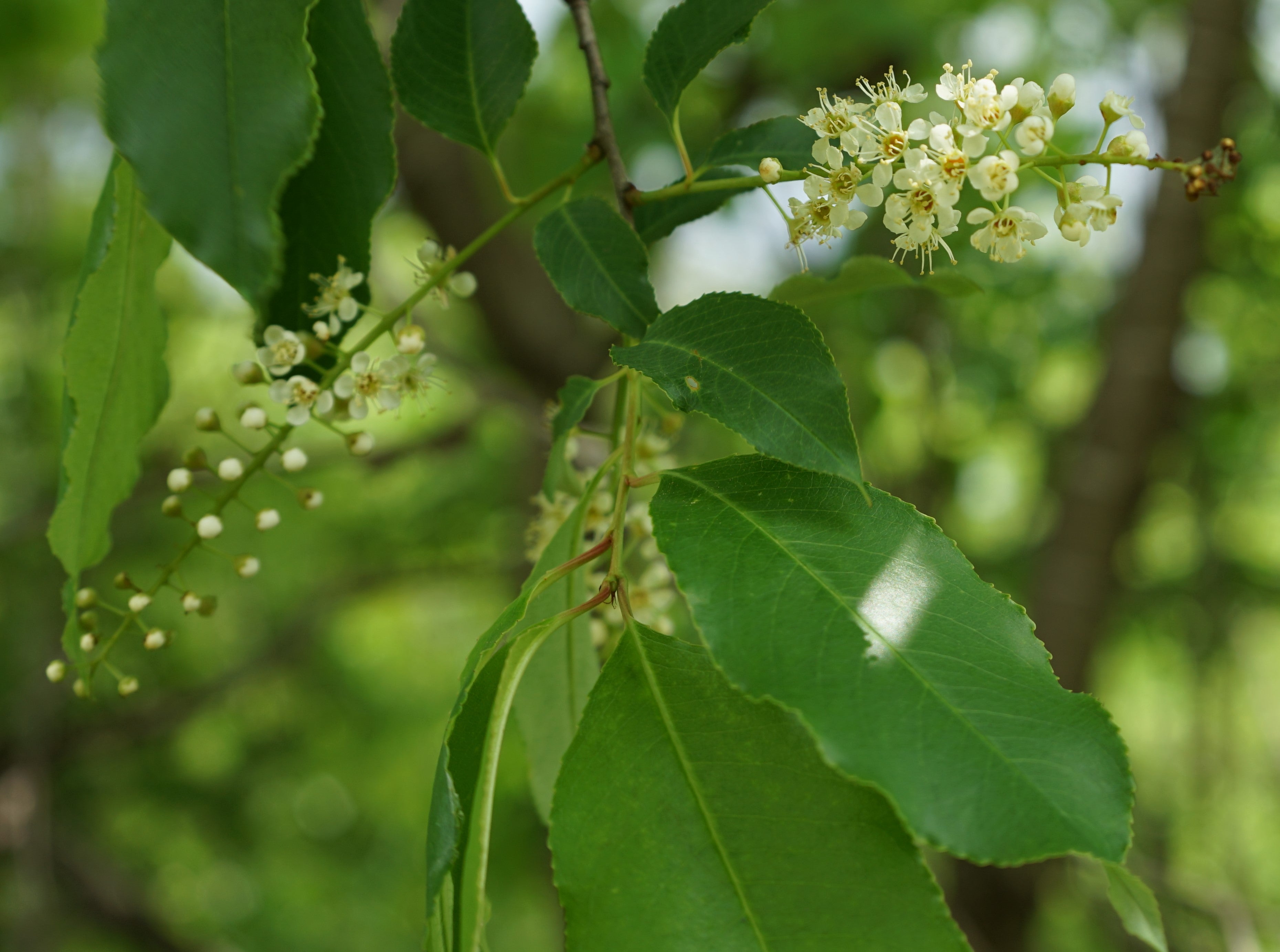 Black cherry - Prunus serotina
