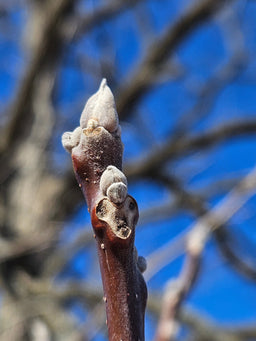 Black walnut - Juglans nigra