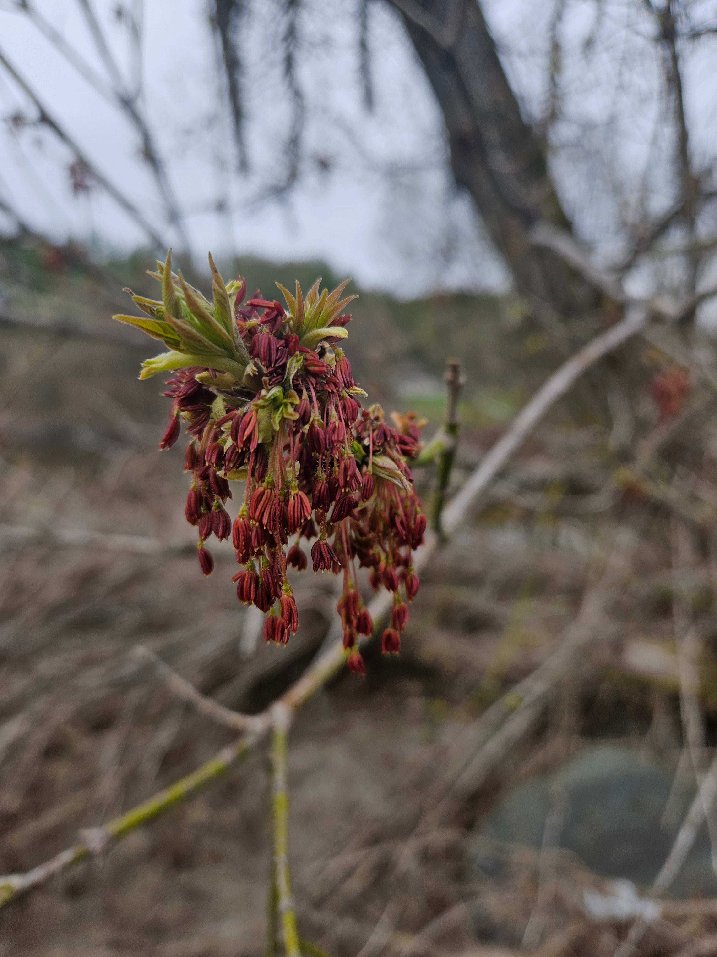 Box elder - Acer negundo
