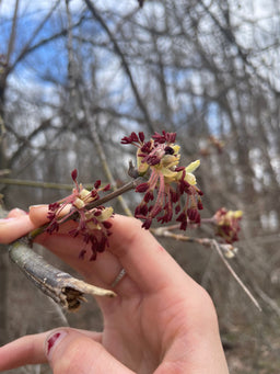 Box elder - Acer negundo