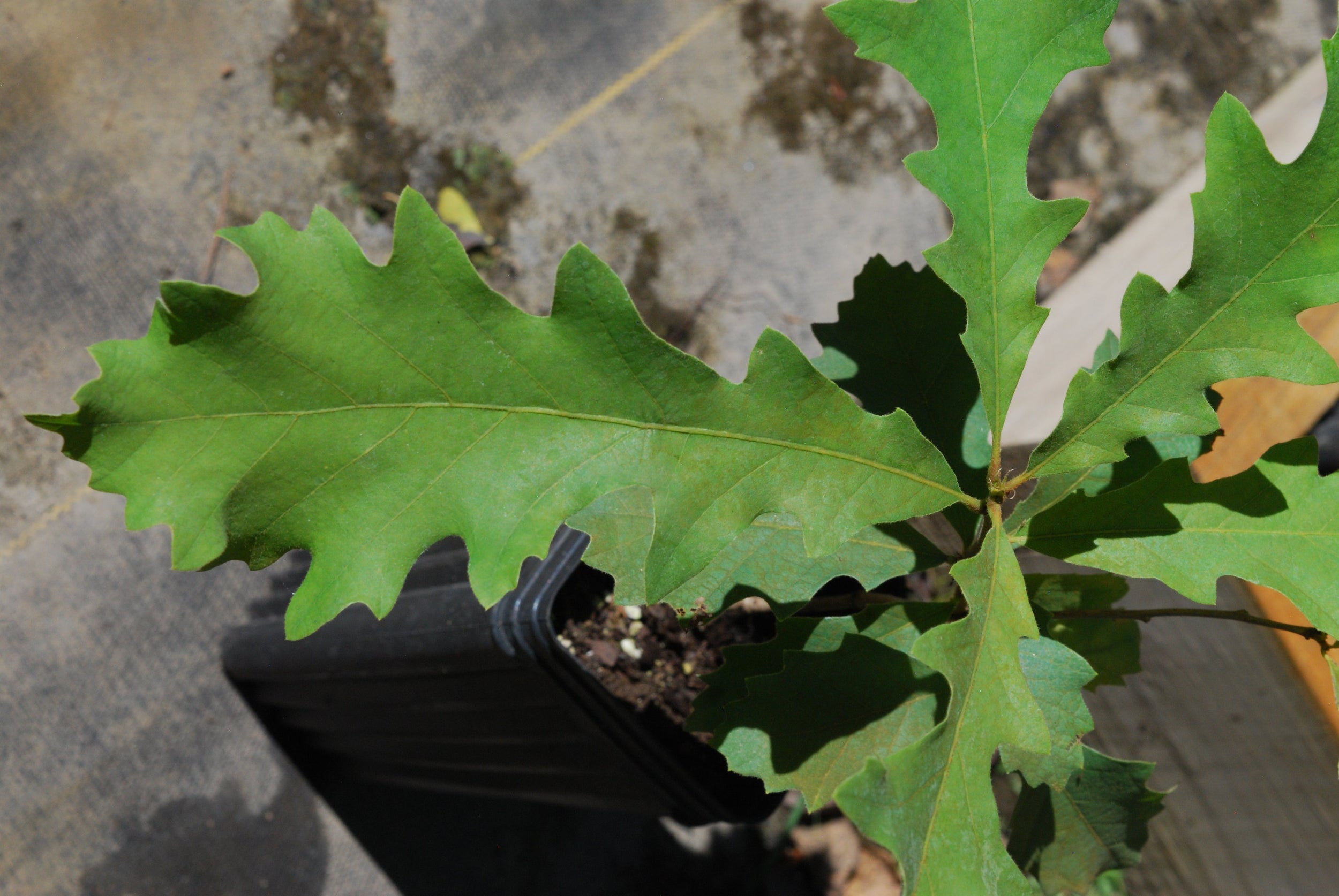 Bur oak - Quercus macrocarpa