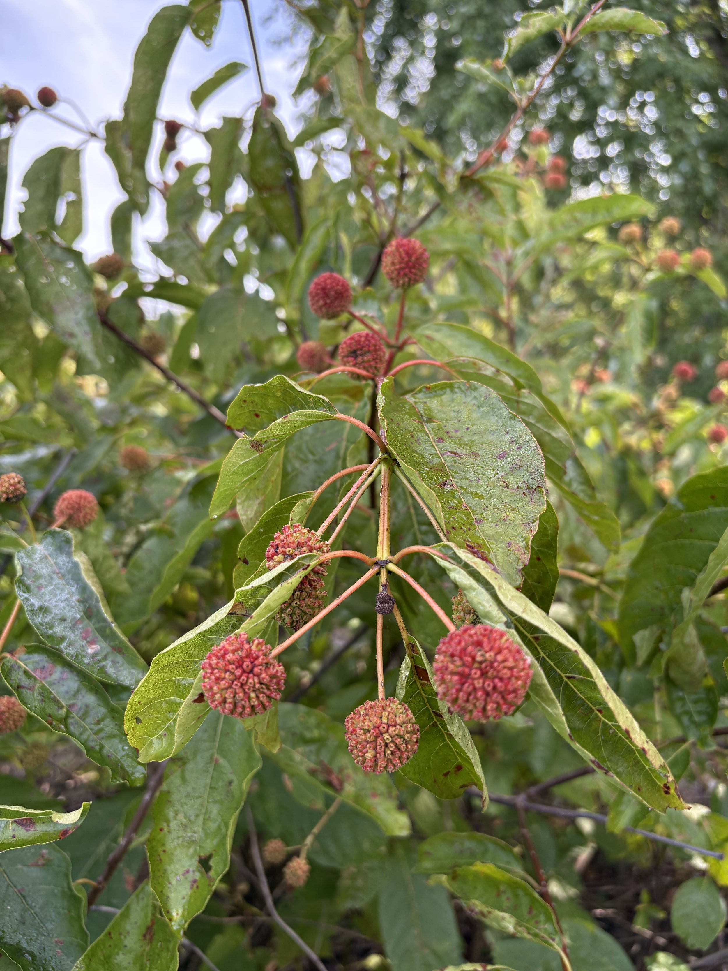 Buttonbush - Cephalanthus occidentalis