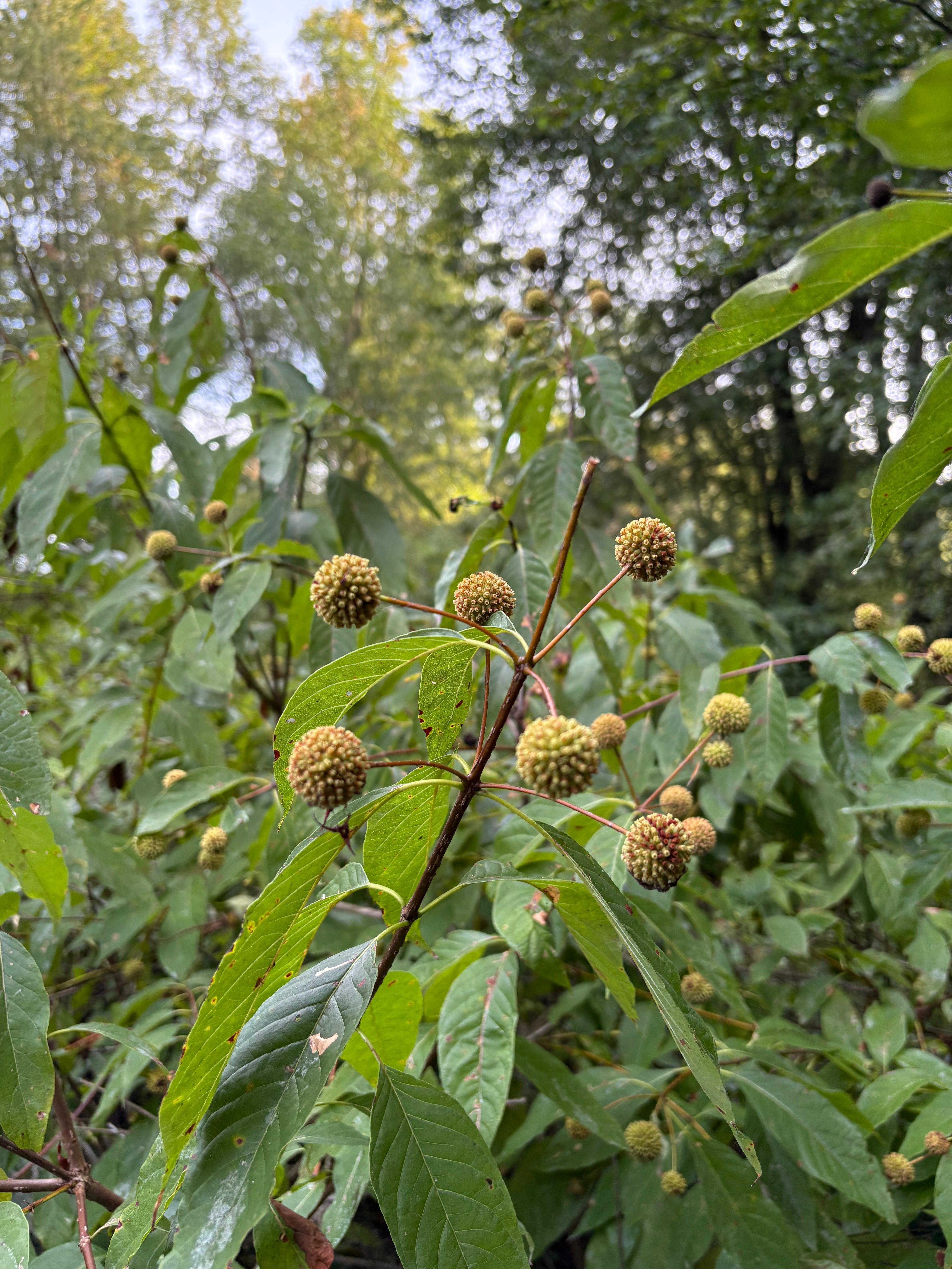 Buttonbush - Cephalanthus occidentalis