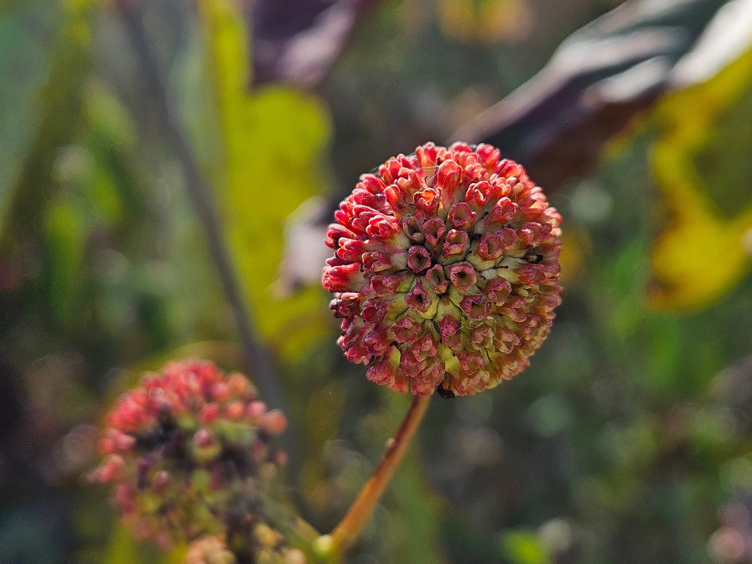 Buttonbush - Cephalanthus occidentalis