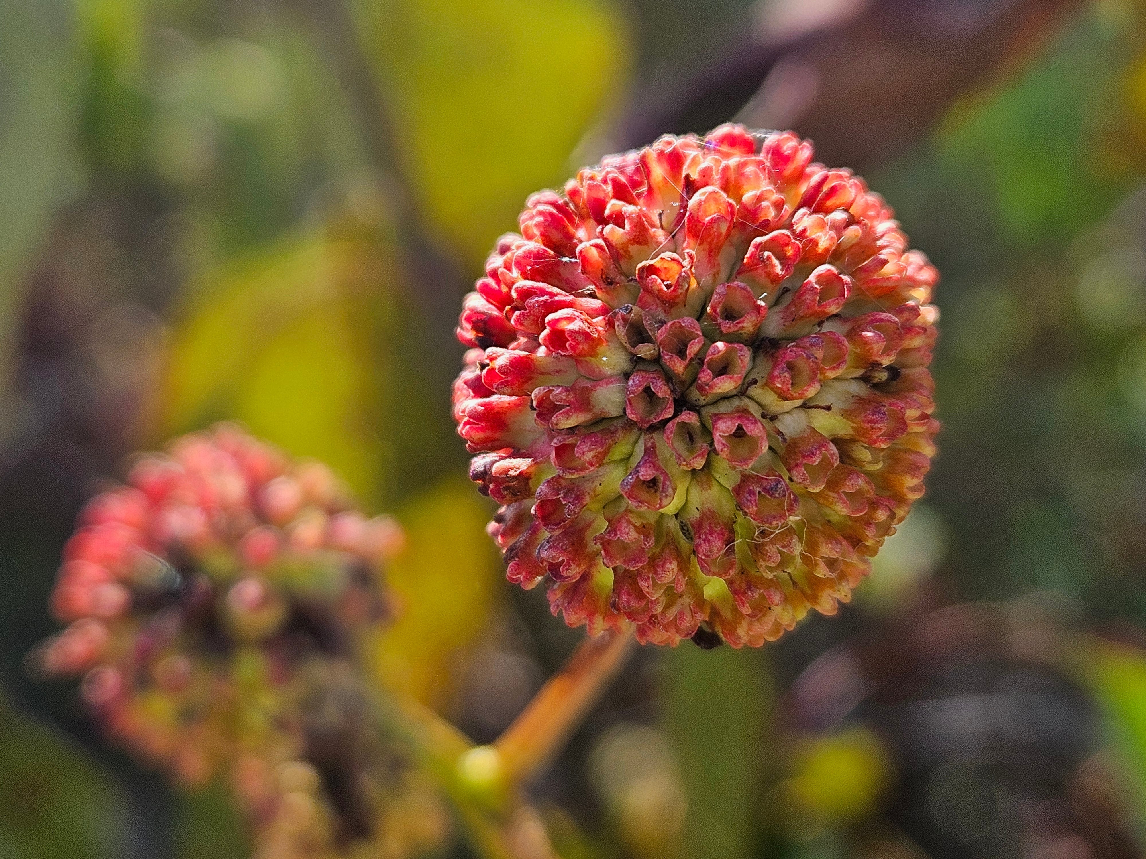 Buttonbush - Cephalanthus occidentalis