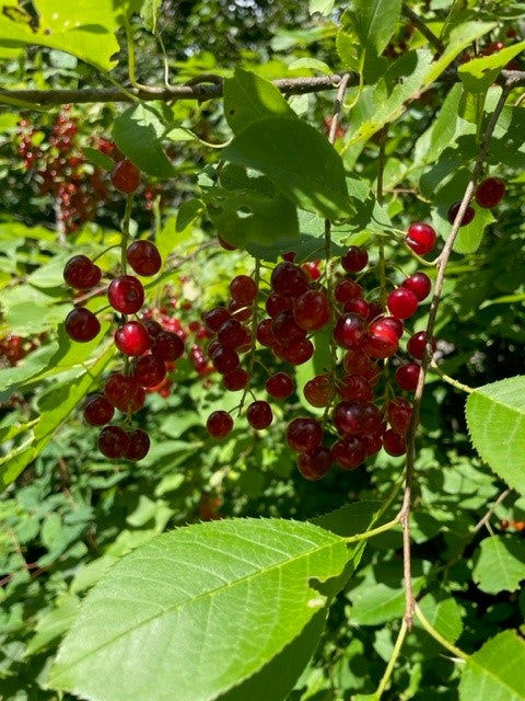 Chokecherry - Prunus virginiana