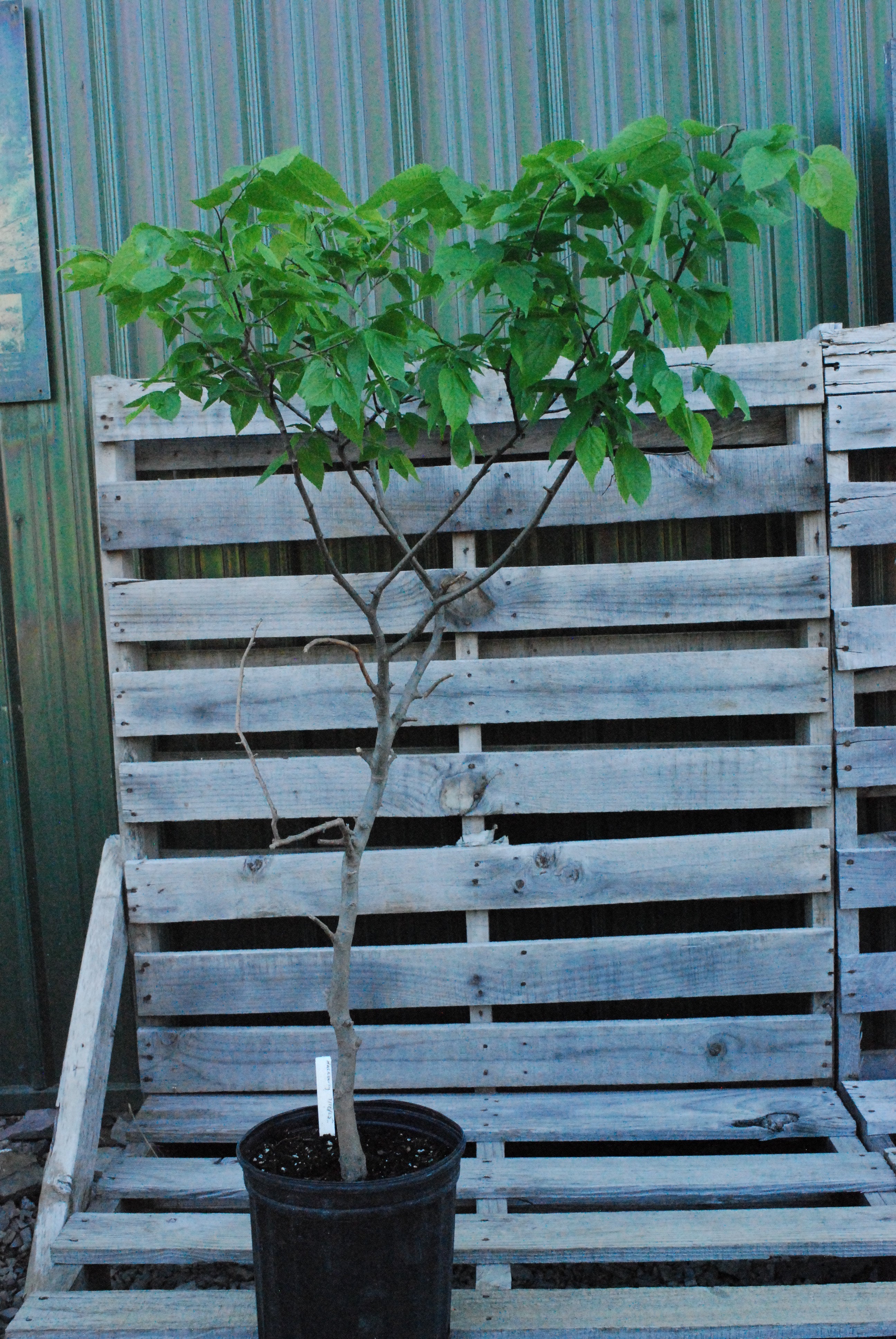 Common hackberry - Celtis Occidentalis