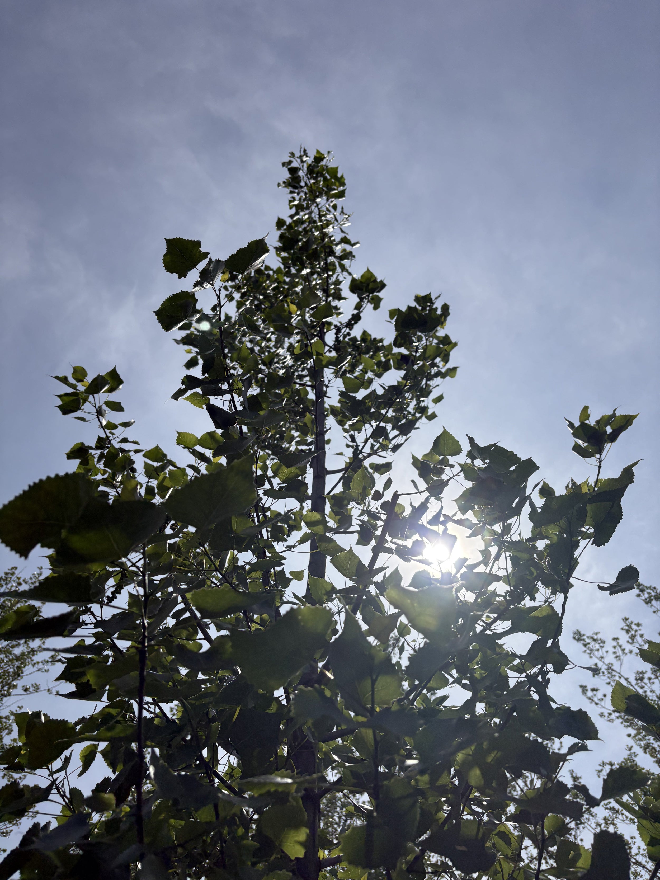 Eastern cottonwood - Populus deltoides