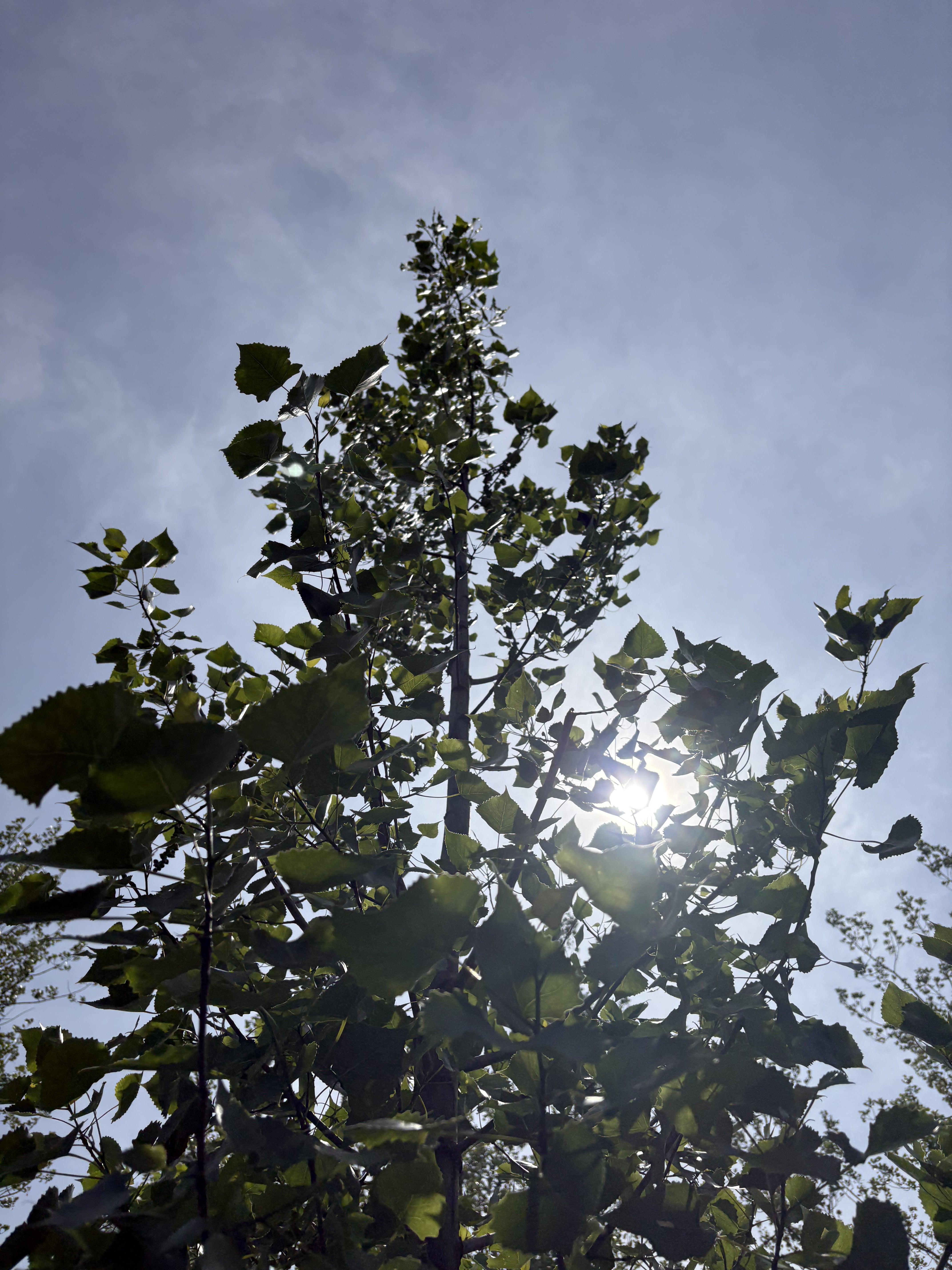 Eastern cottonwood - Populus deltoides