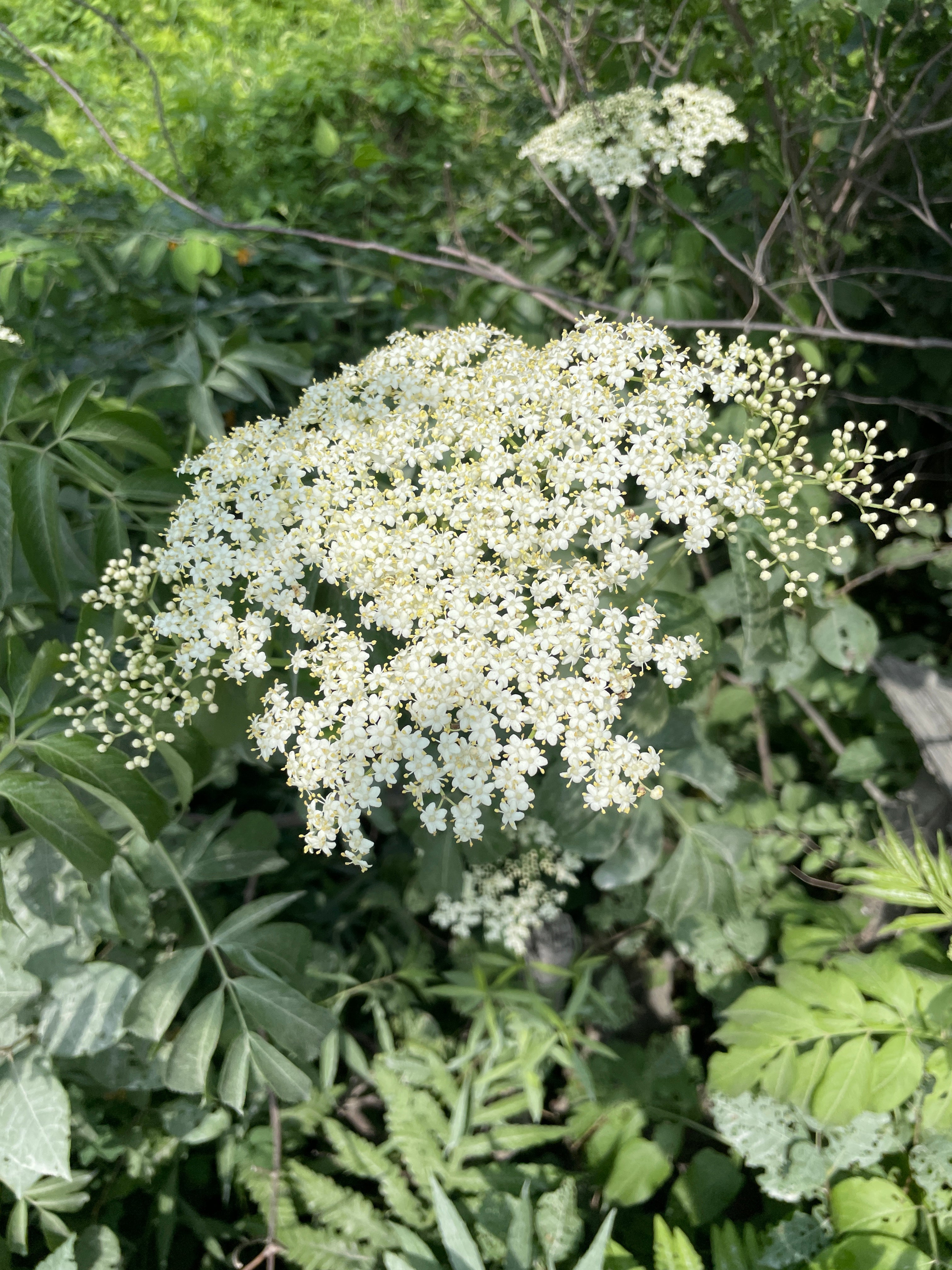 Elderberry - Sambucus canadensis
