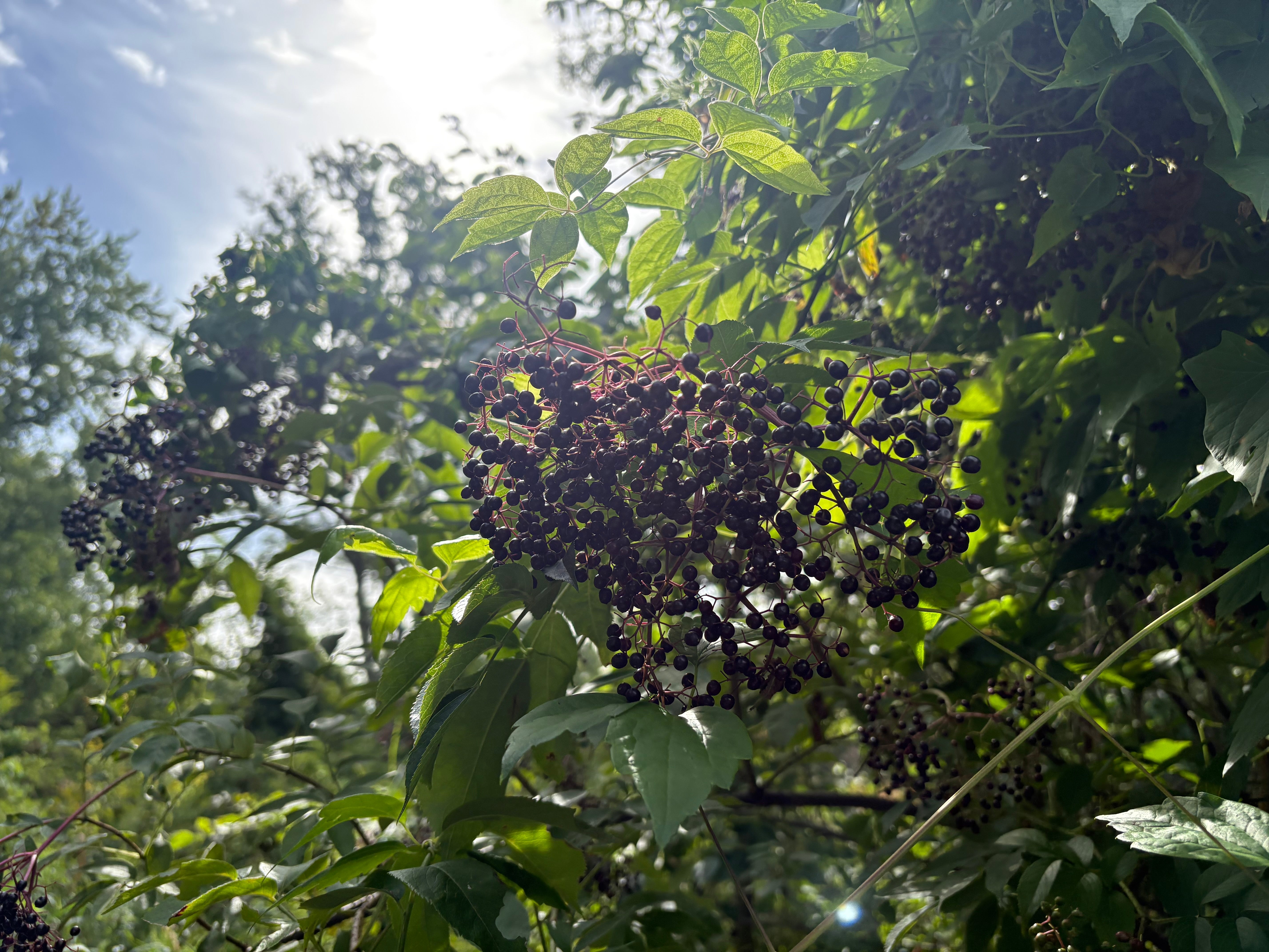 Elderberry - Sambucus canadensis