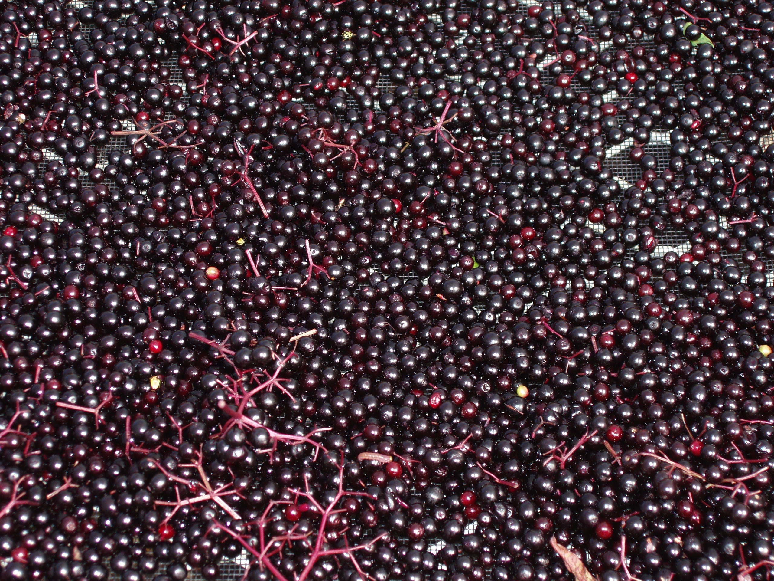 Elderberry - Sambucus canadensis
