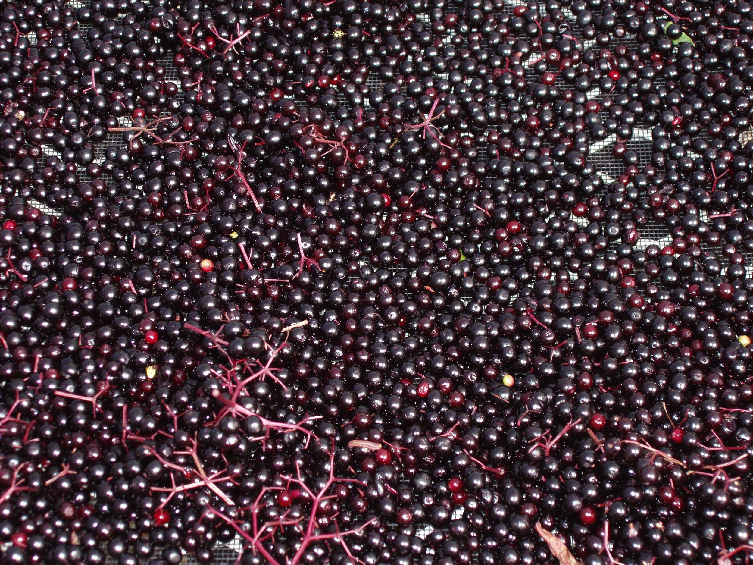 Elderberry - Sambucus canadensis