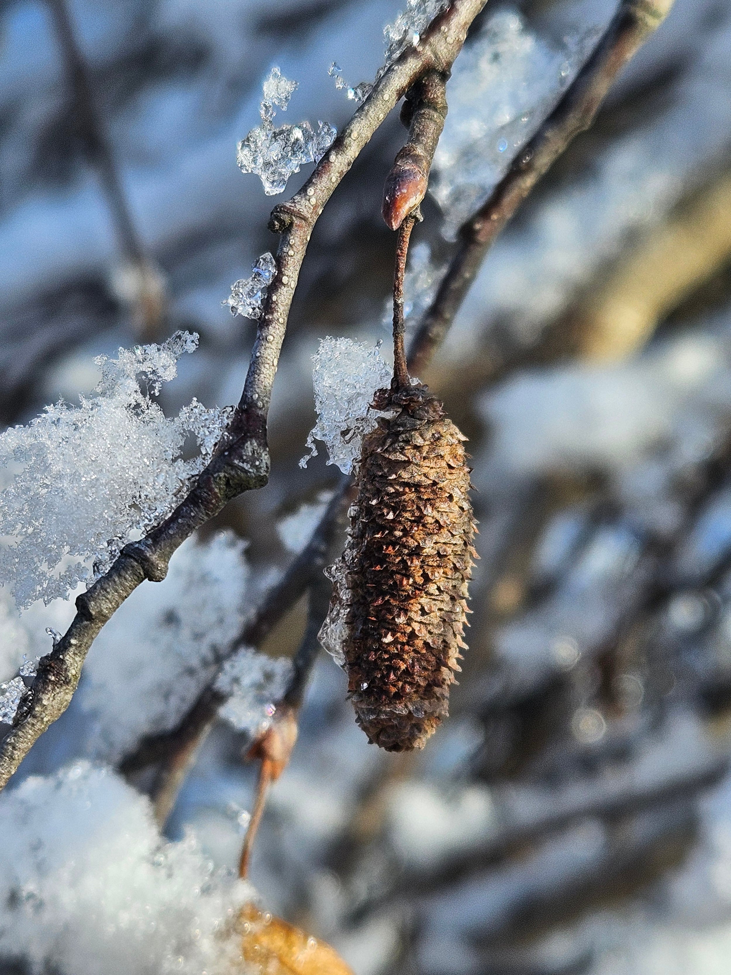 Gray birch - Betula populifolia
