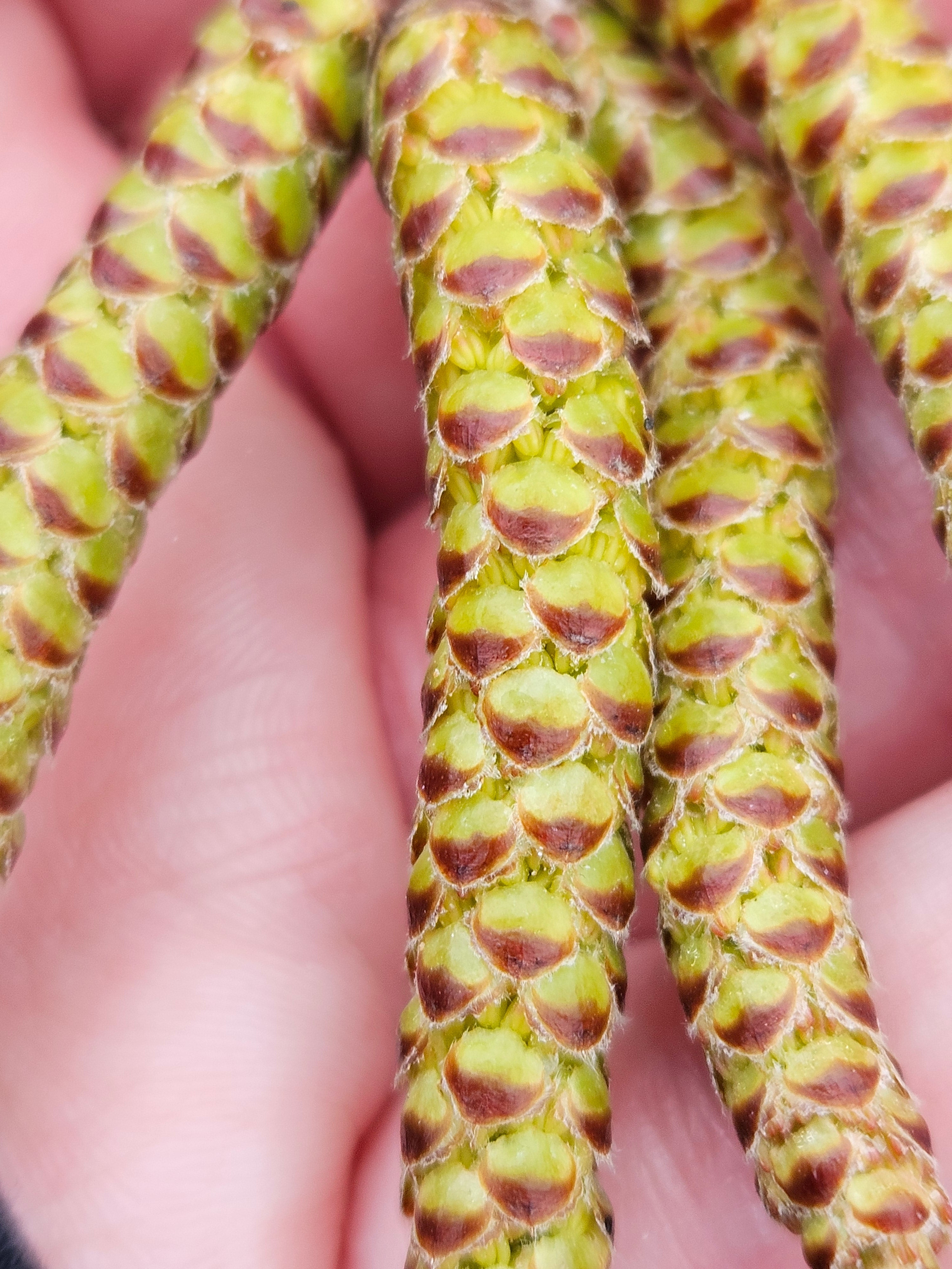 Gray birch - Betula populifolia