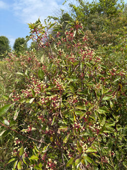 Gray dogwood - Cornus racemosa