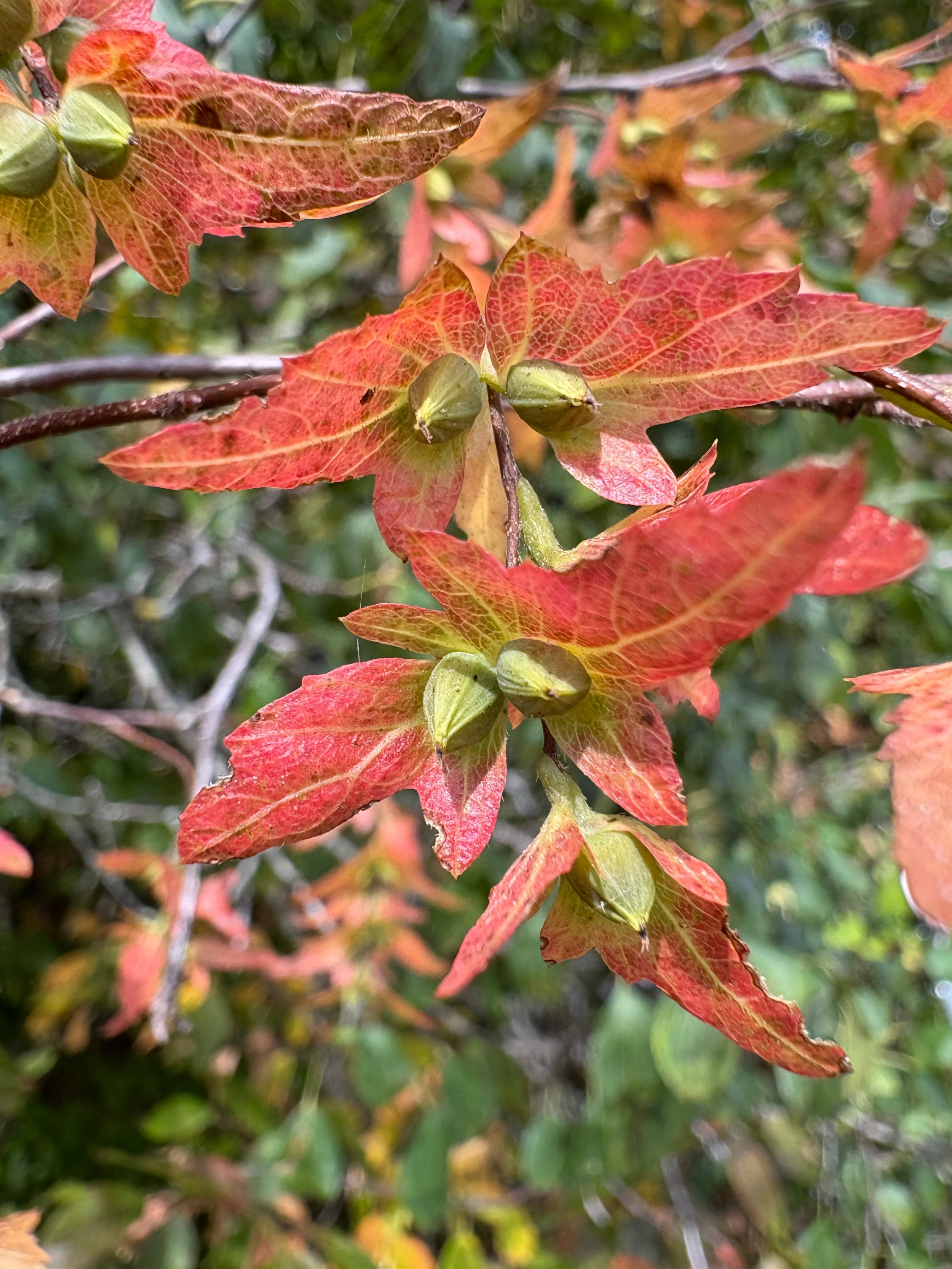 Musclewood - Carpinus caroliniana