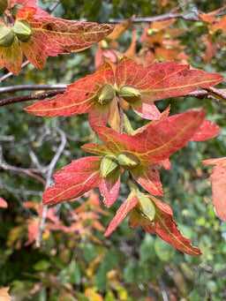 Musclewood - Carpinus caroliniana