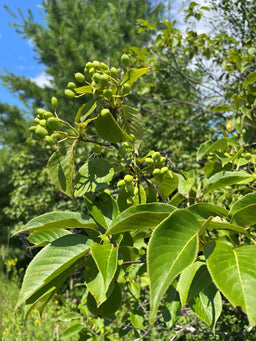 Nannyberry - Viburnum lentago