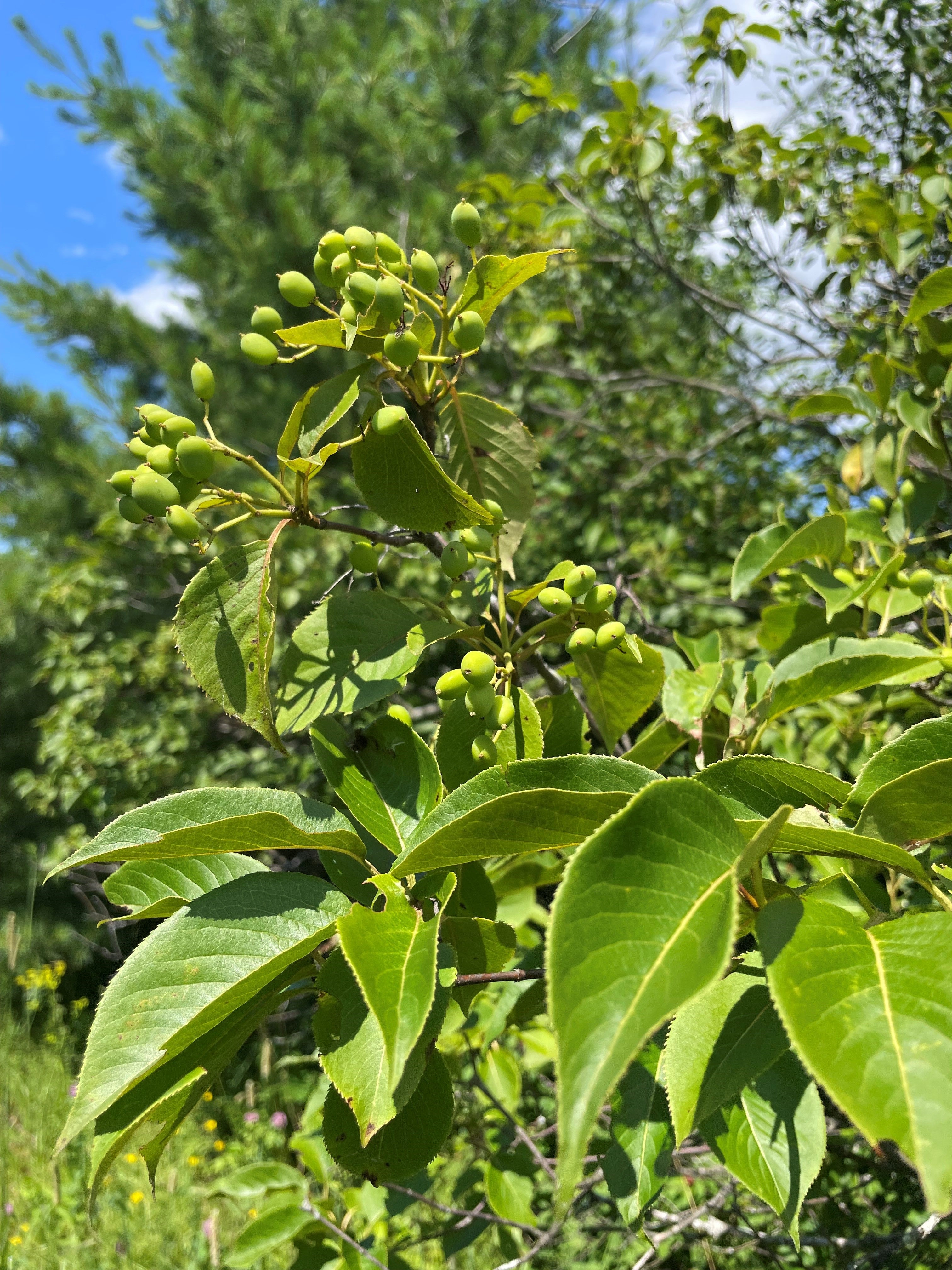 Nannyberry - Viburnum lentago