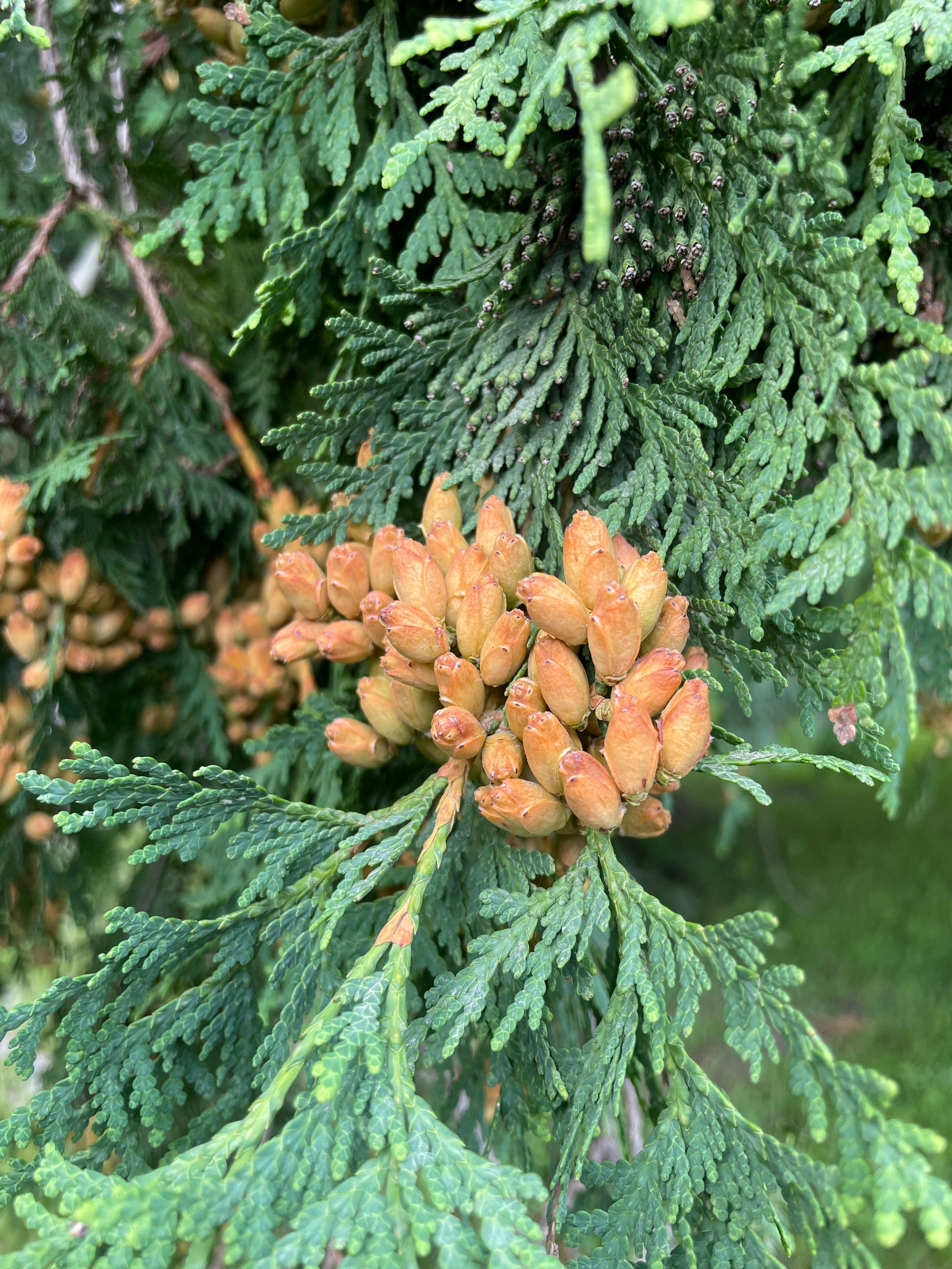 Northern white cedar - Thuja occidentalis