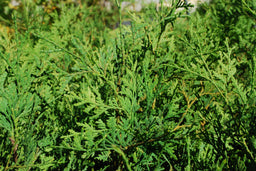 Northern white cedar - Thuja occidentalis