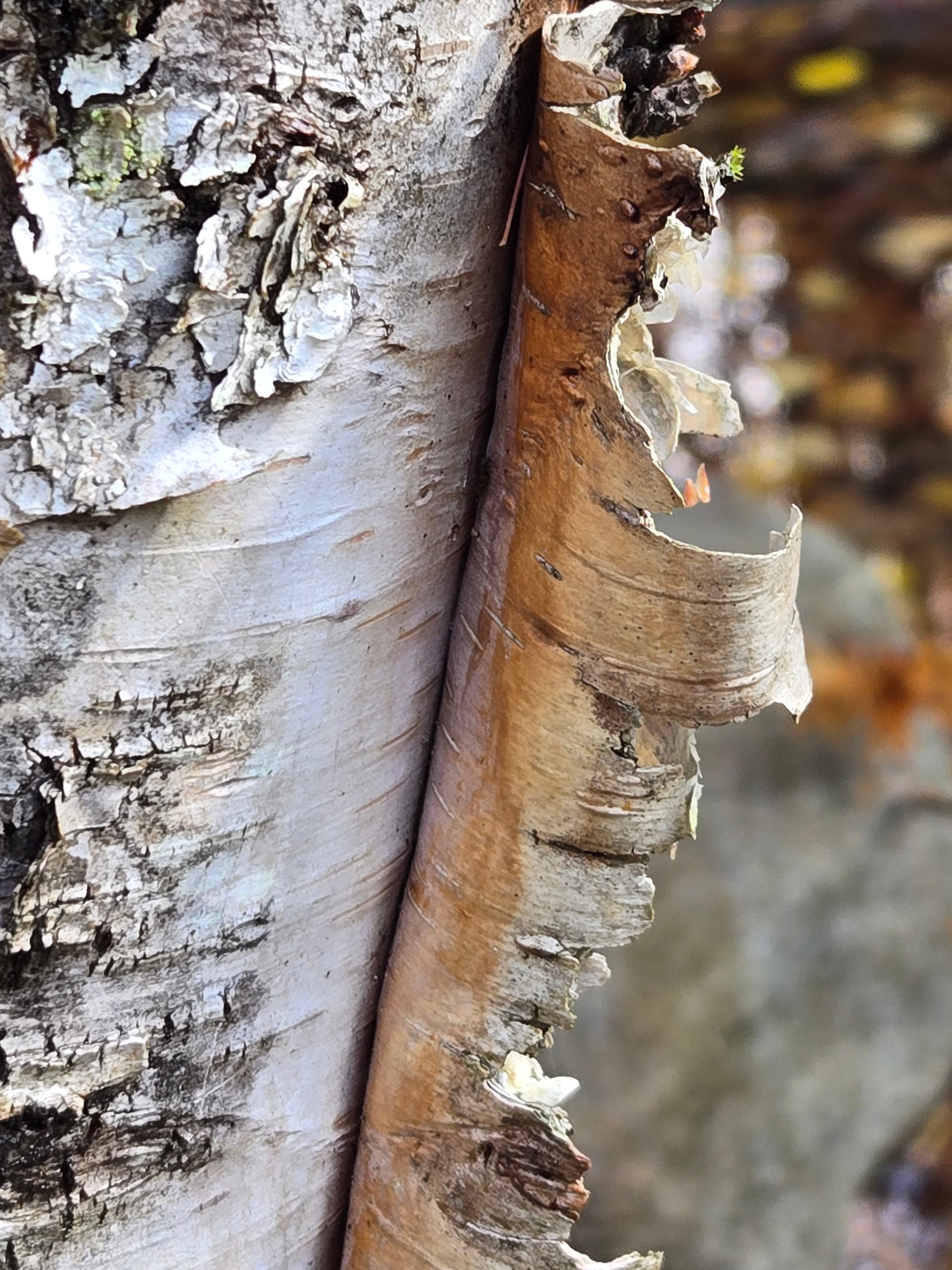 Paper birch - Betula papyrifera