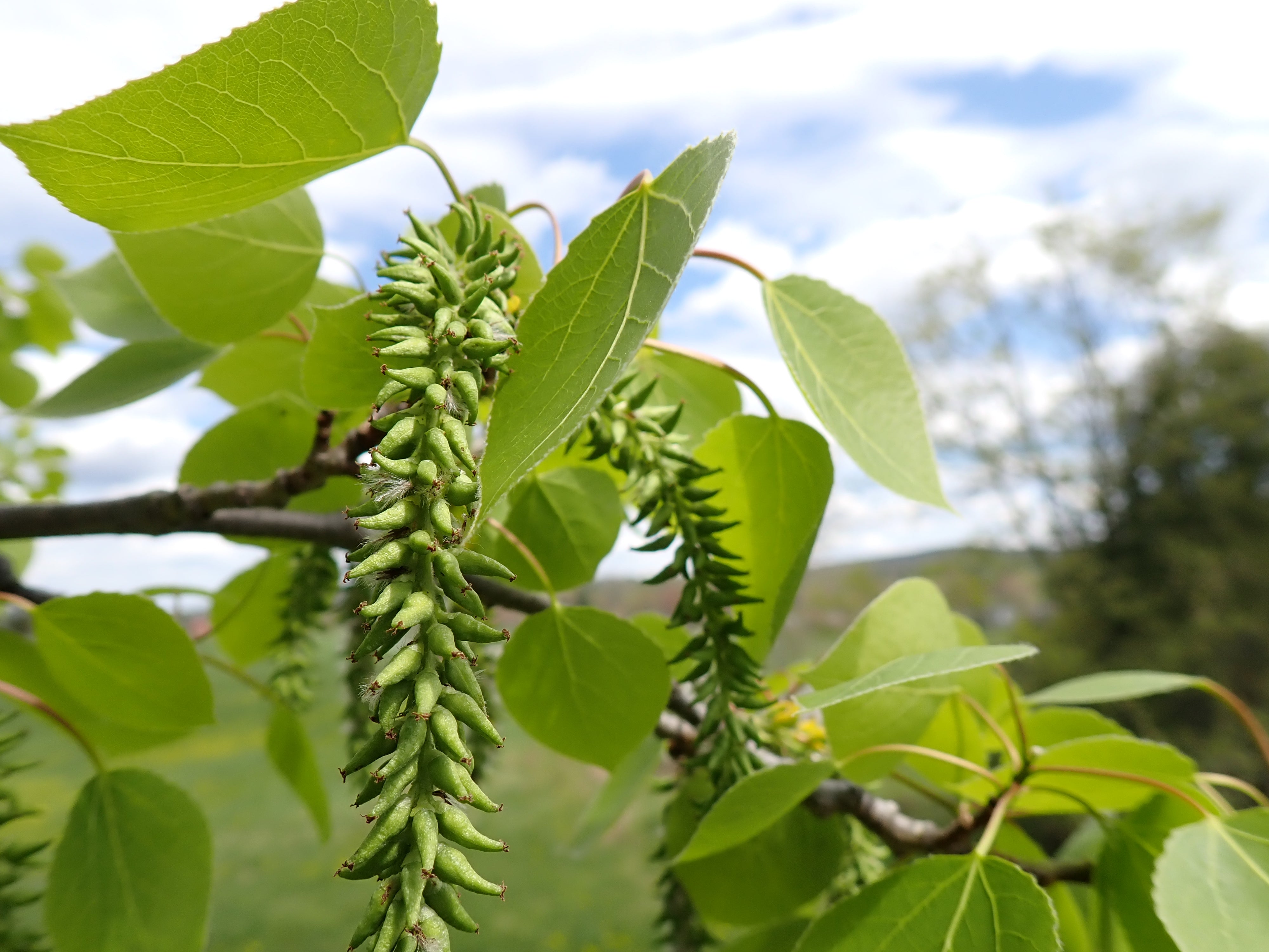 Quaking aspen - Populus tremuloides