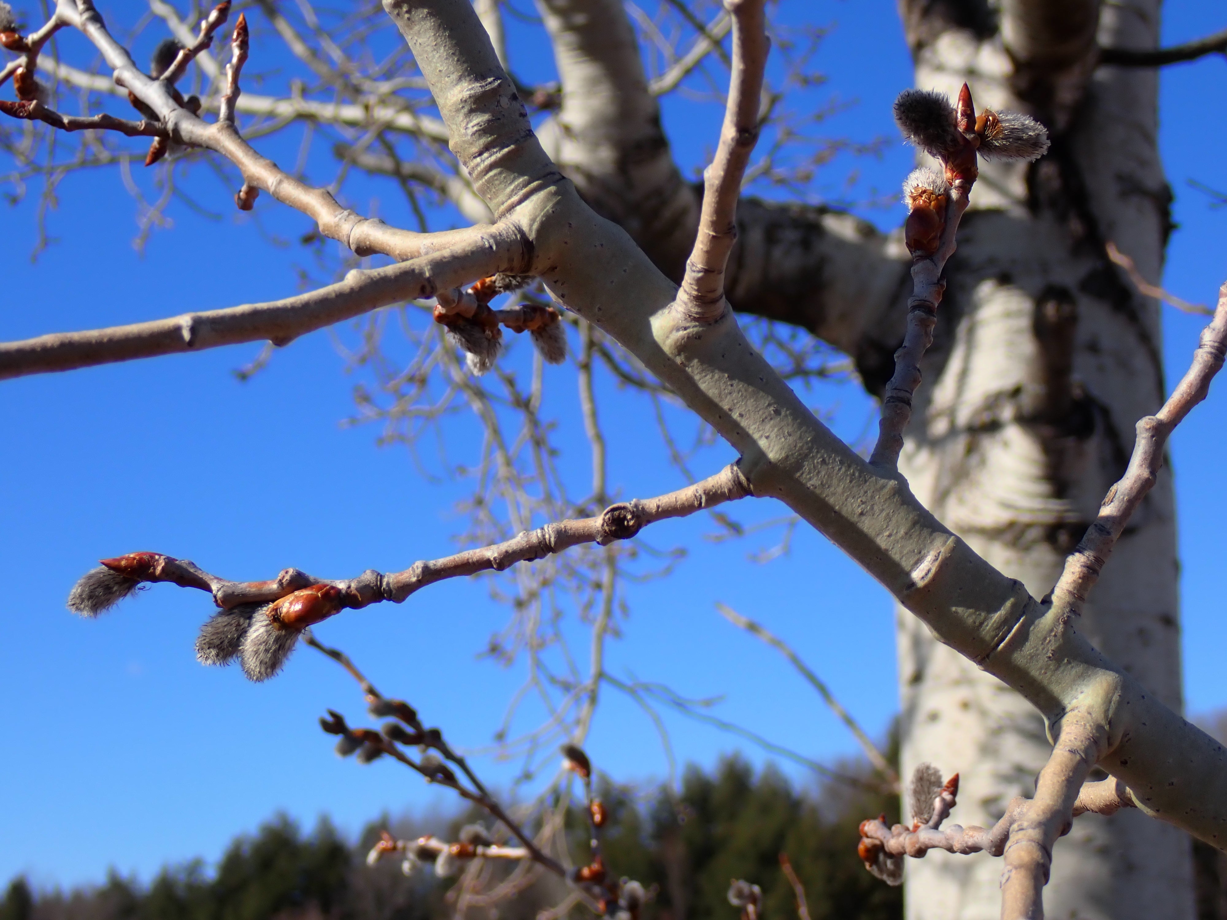 Quaking aspen - Populus tremuloides