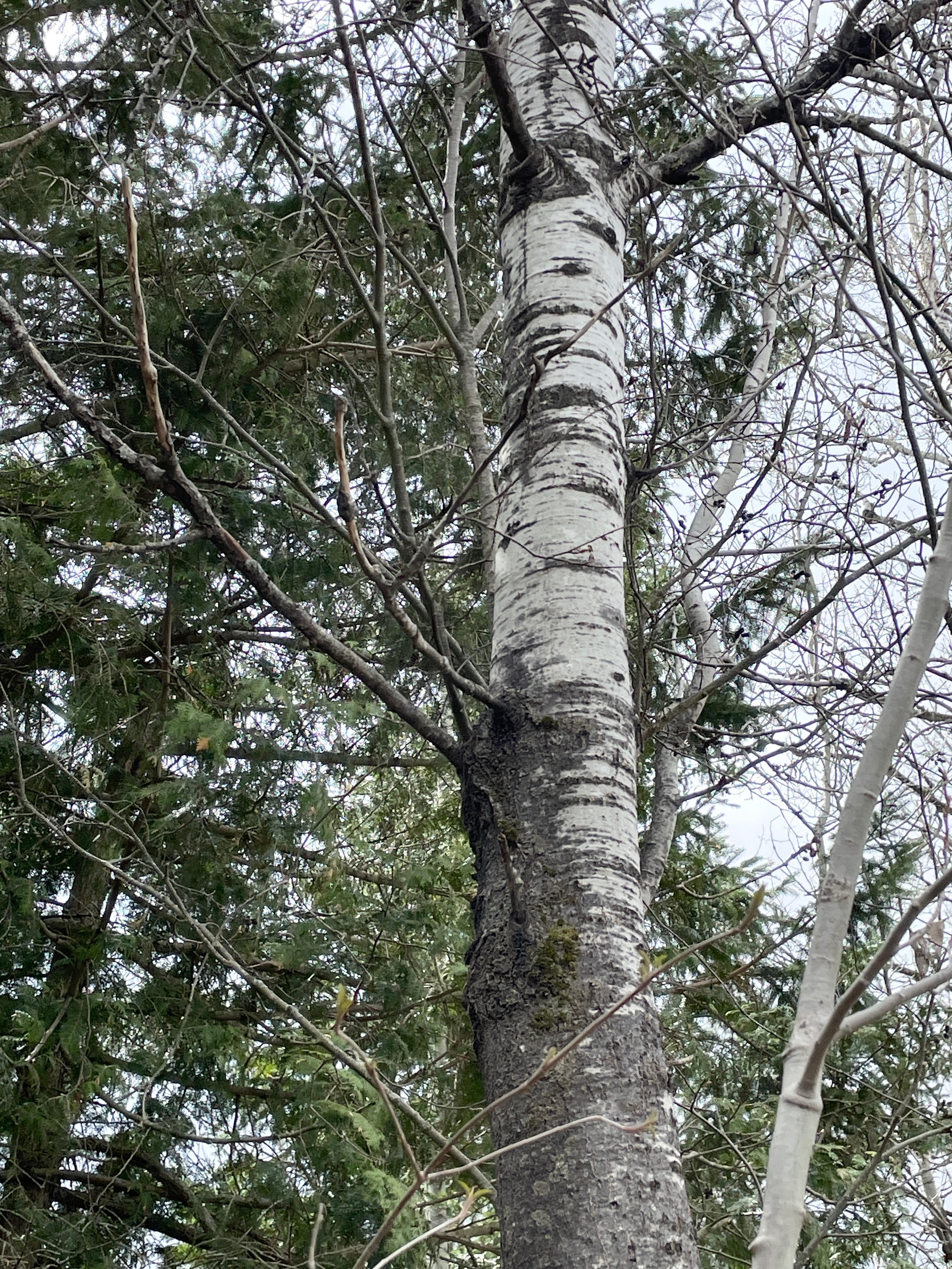 Quaking aspen - Populus tremuloides