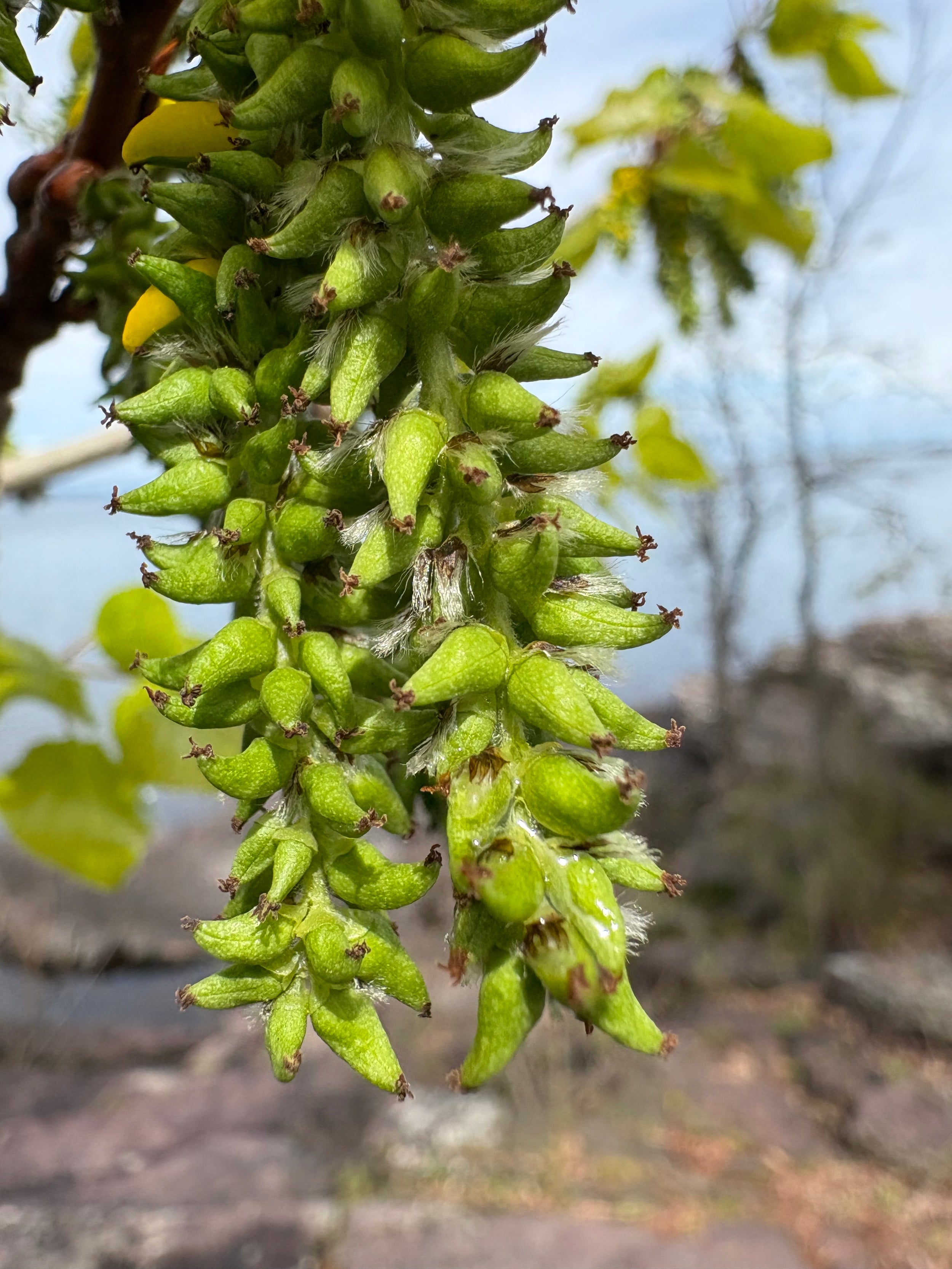 Quaking aspen - Populus tremuloides