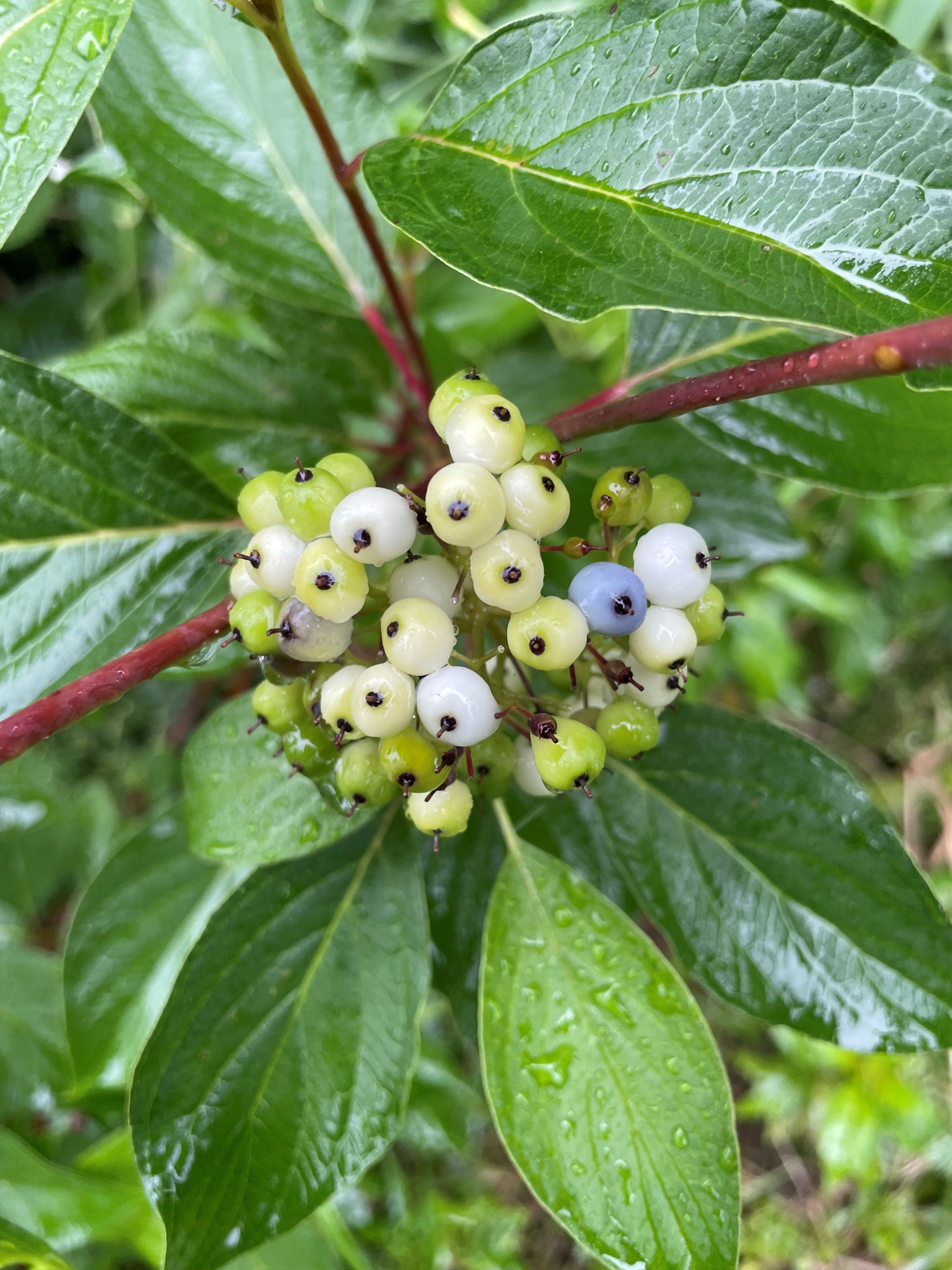 Red osier dogwood - Cornus sericea
