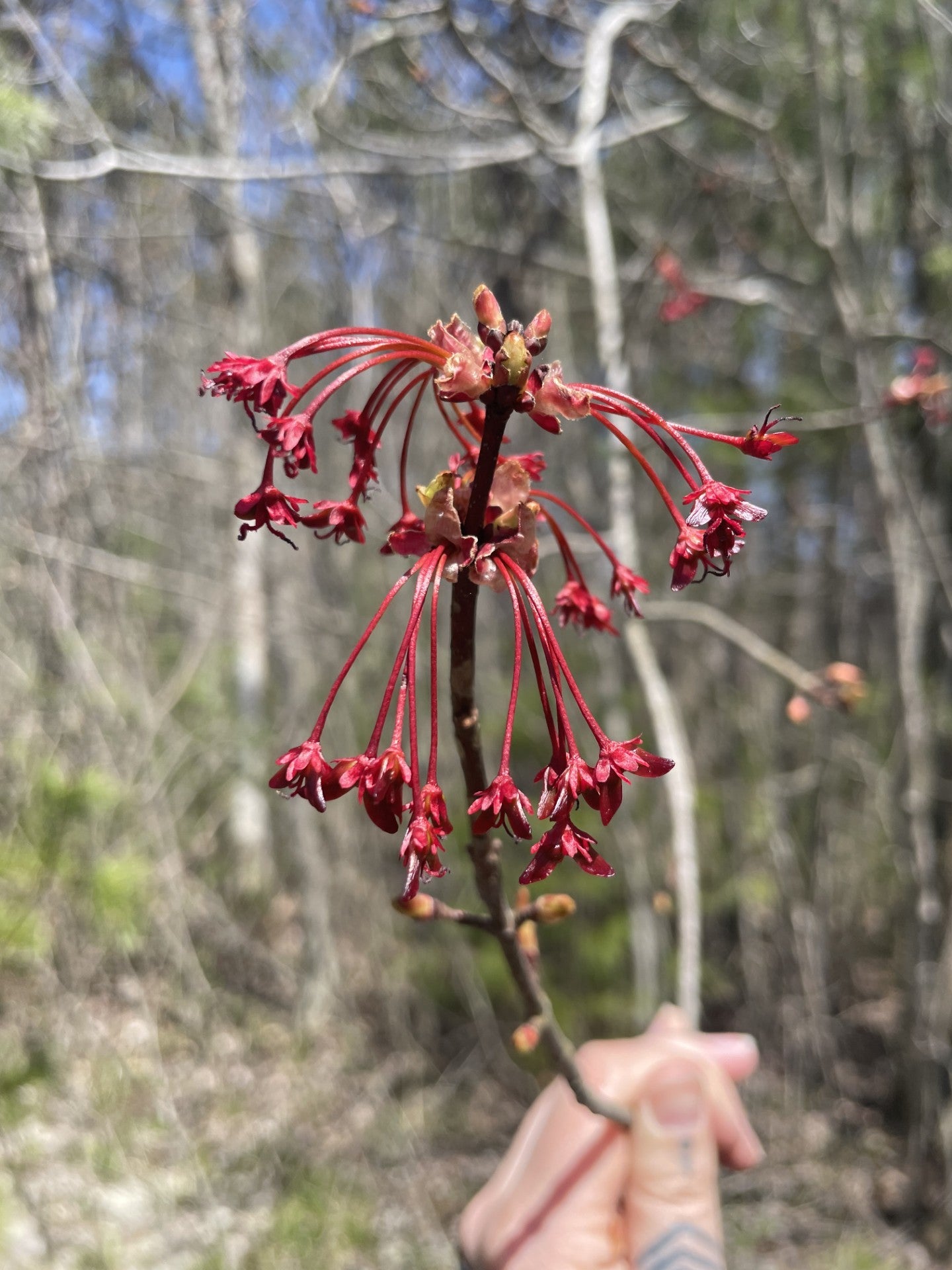 Red maple - Acer rubrum