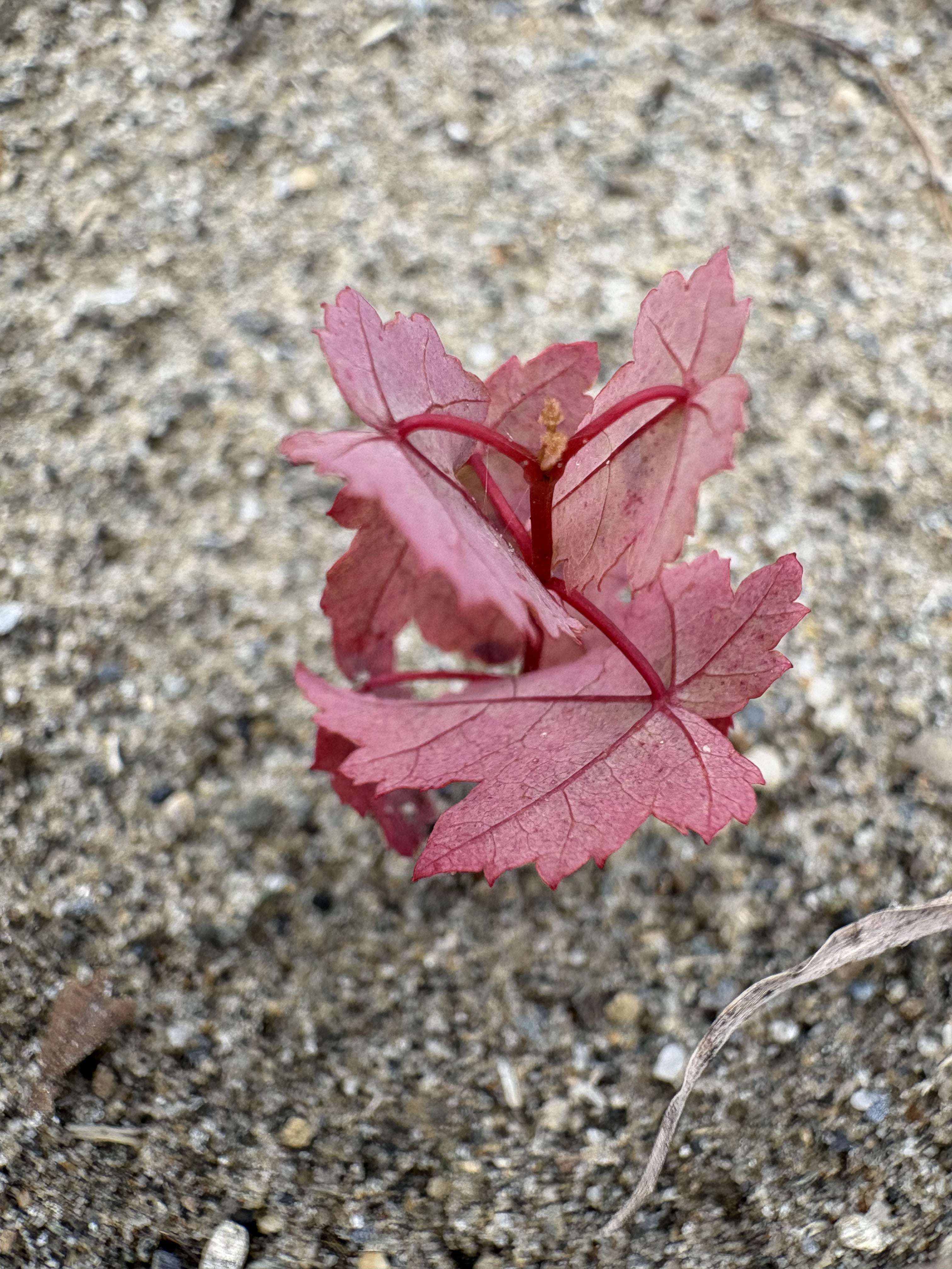 Red maple - Acer rubrum