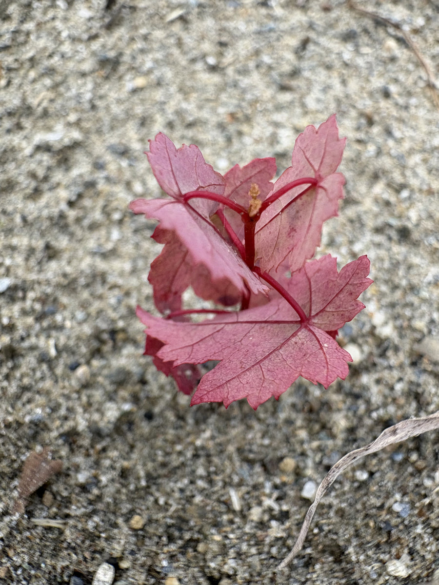 Red maple - Acer rubrum