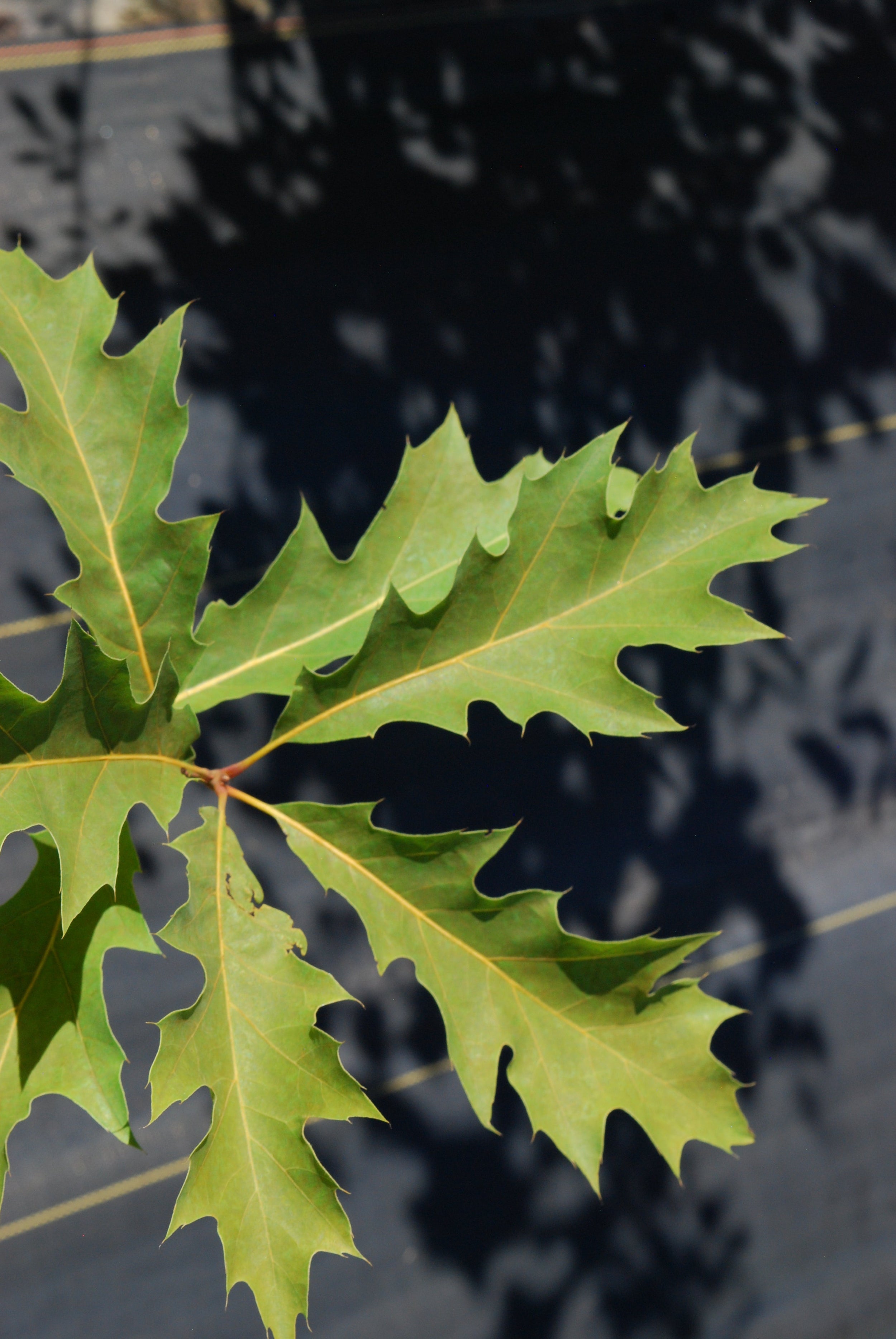 Red maple - Acer rubrum