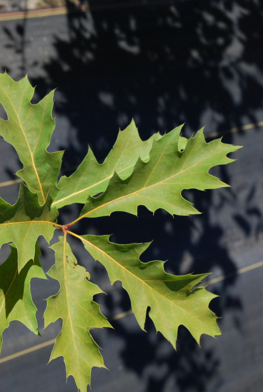 Red maple - Acer rubrum