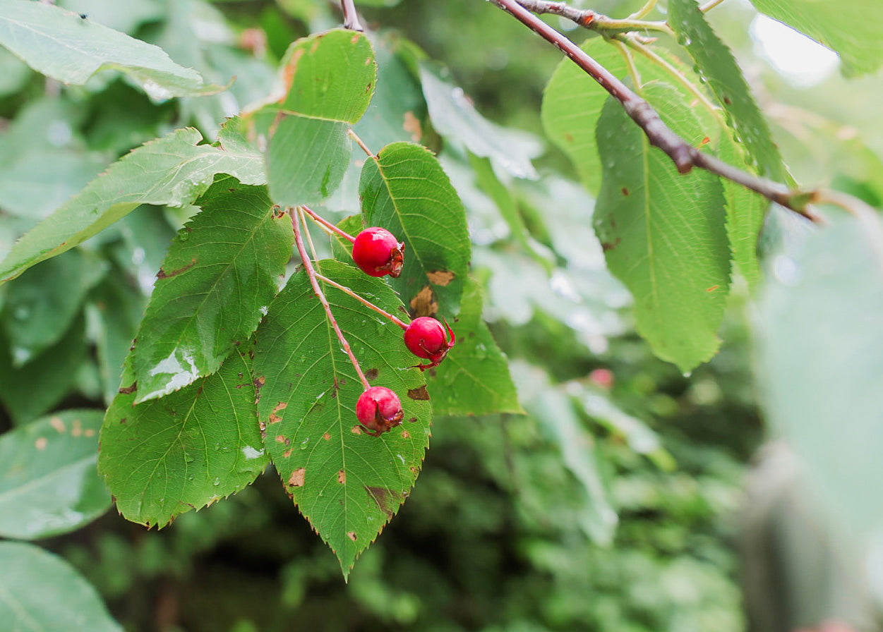 Serviceberry - Amelanchier spp.