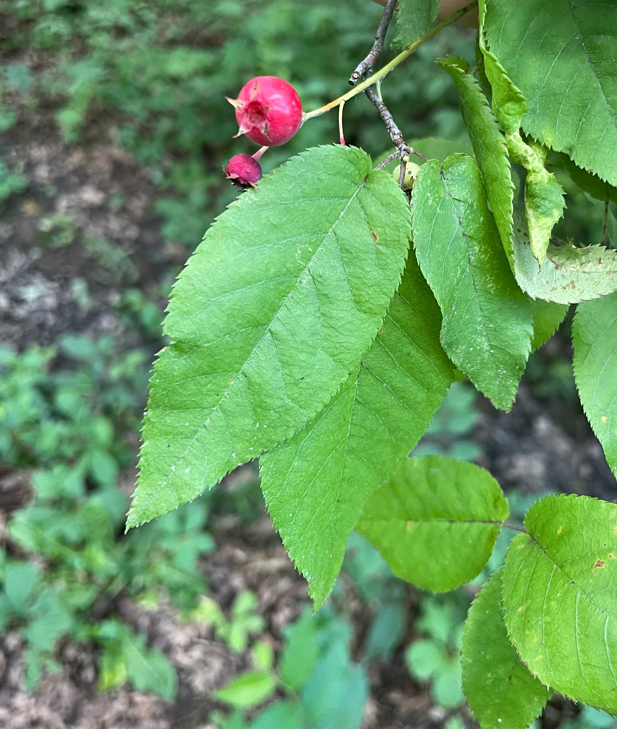 Serviceberry - Amelanchier spp.