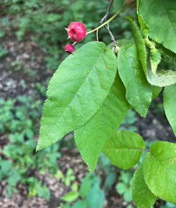 Serviceberry - Amelanchier spp.