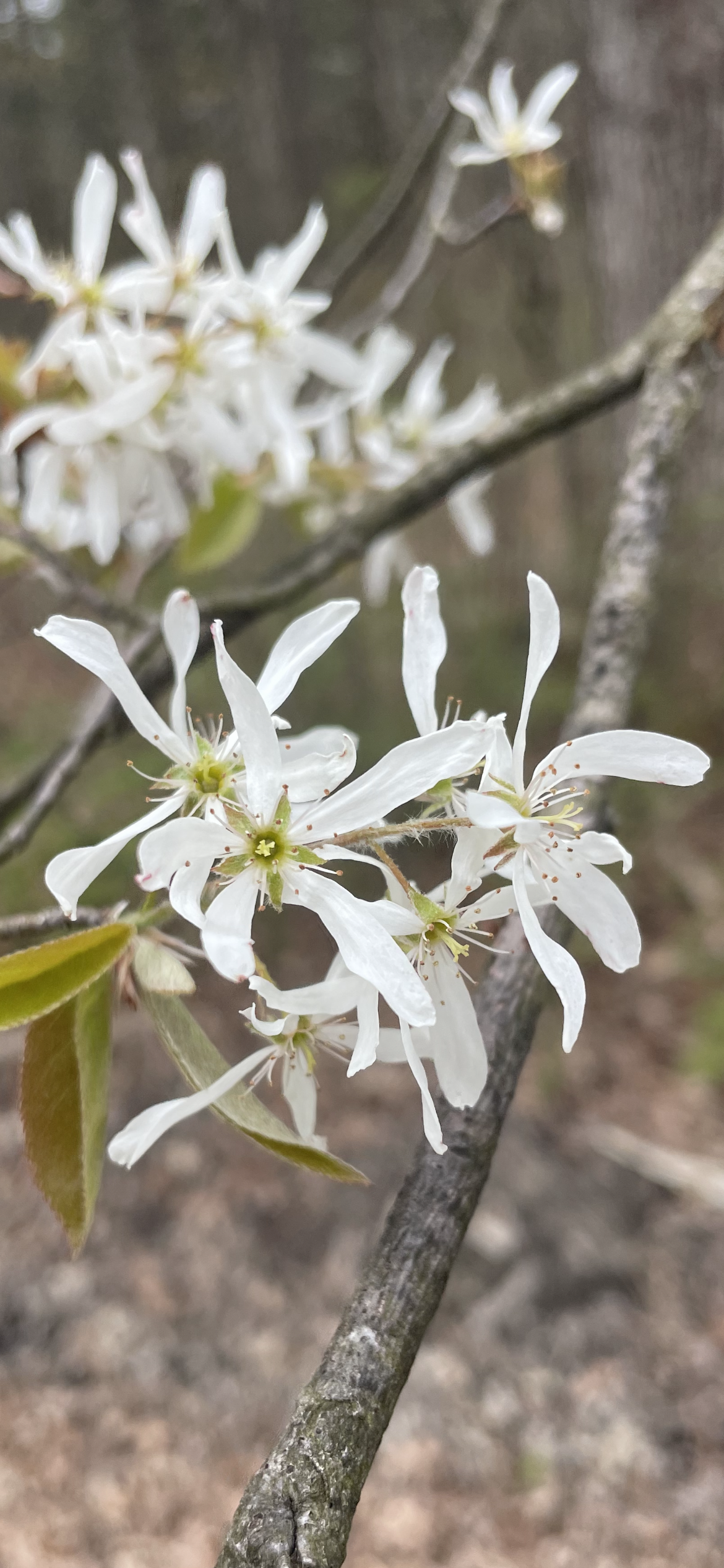 Serviceberry - Amelanchier spp.