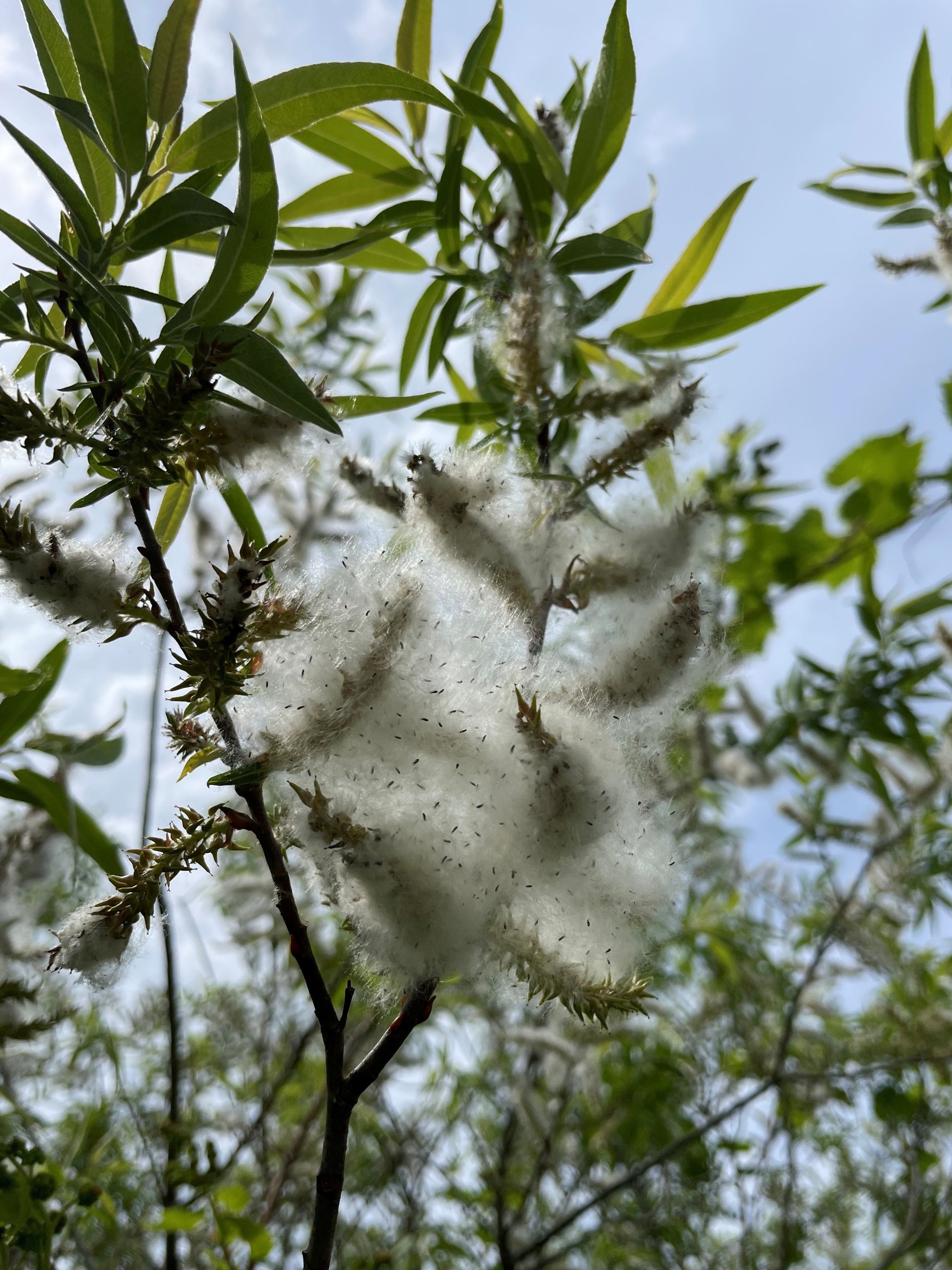 Shrub willow - Salix spp.