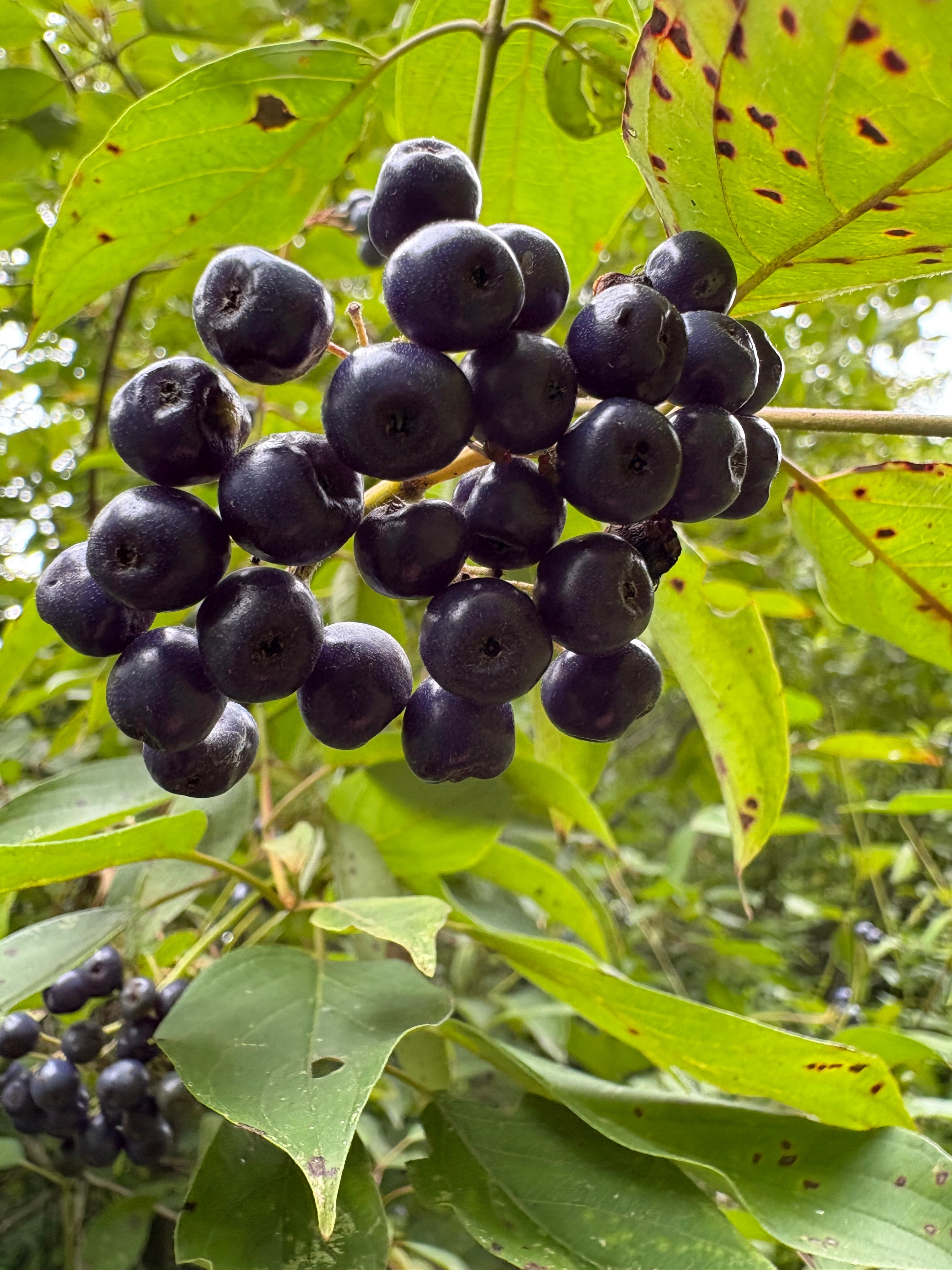 Silky dogwood - Cornus amomum