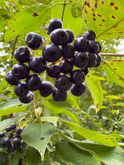 Silky dogwood - Cornus amomum